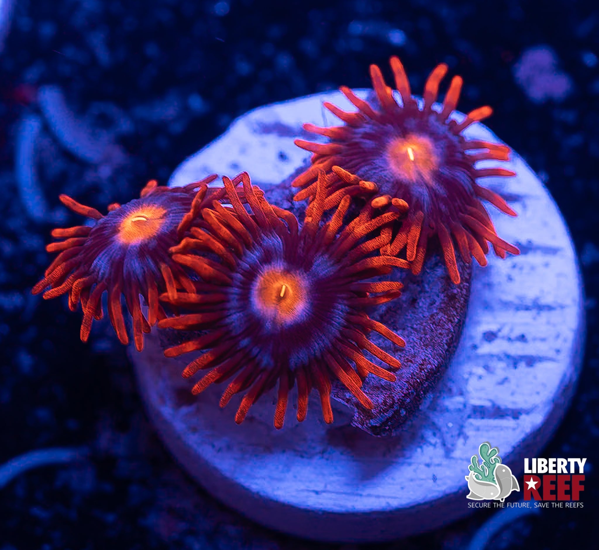 Fire & Ice Zoas