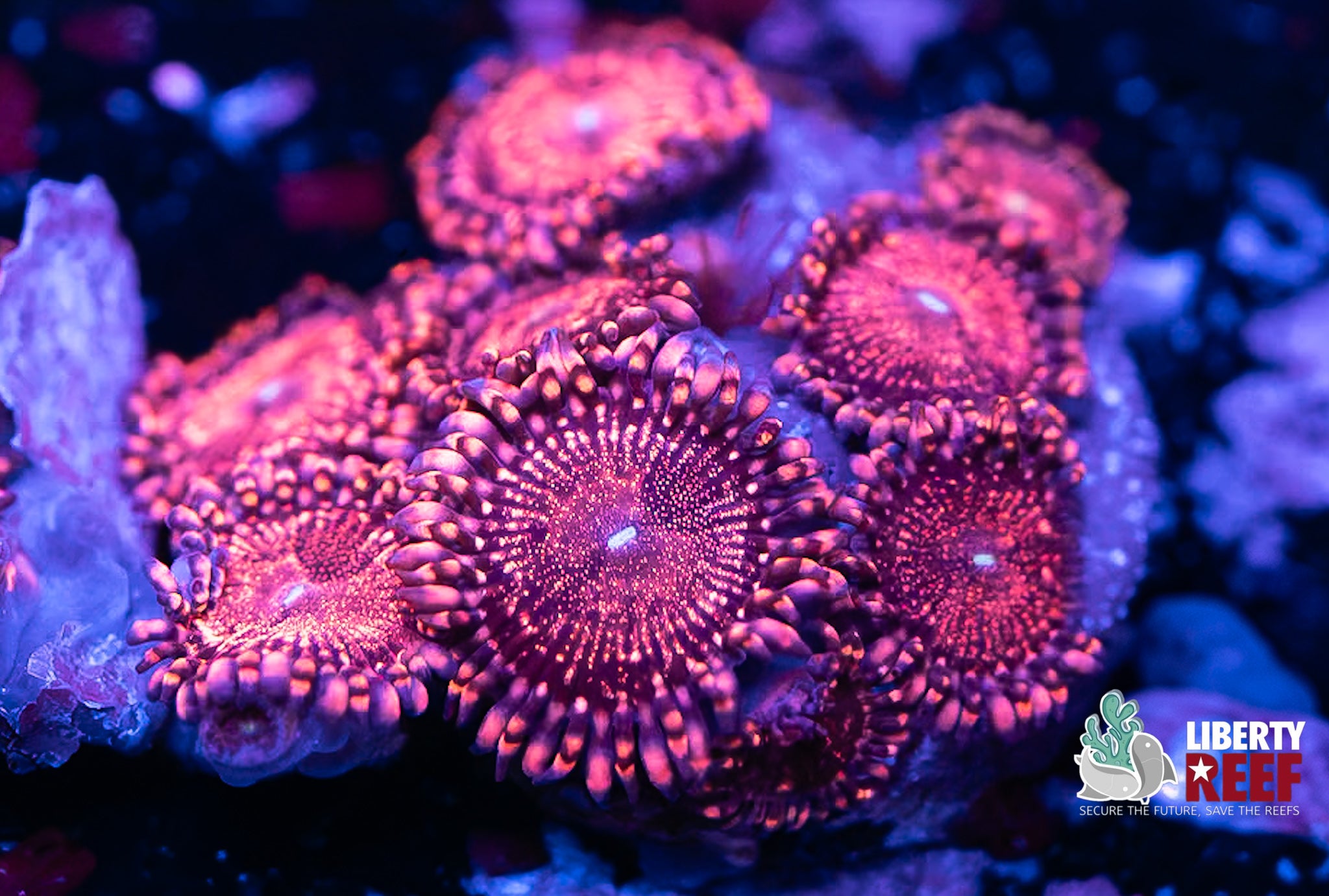 Mohawk Zoas