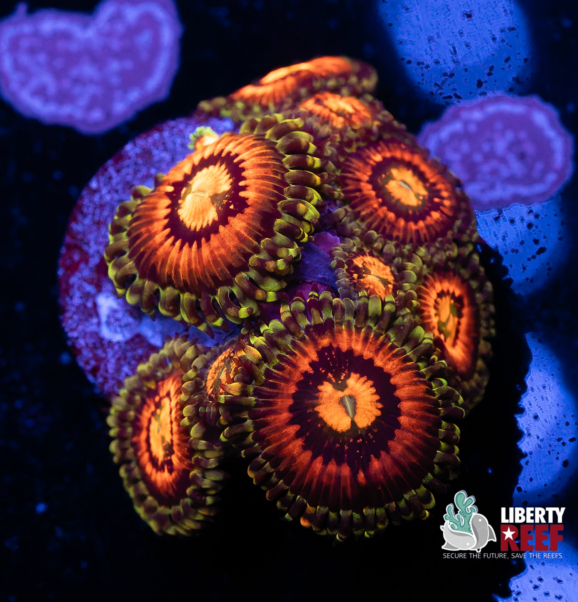 Rainbow Incinerator Zoas