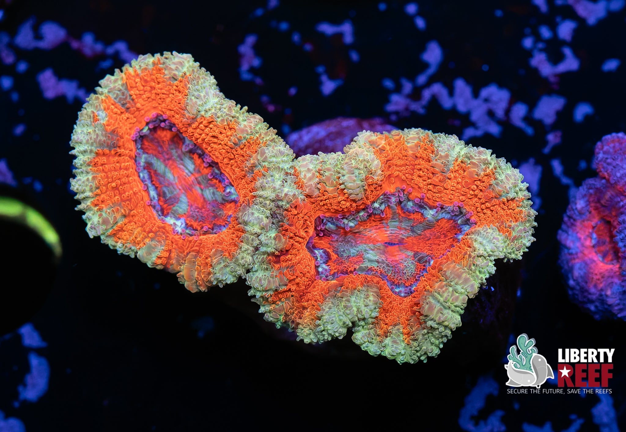 Quasi Swirl Acan Frag