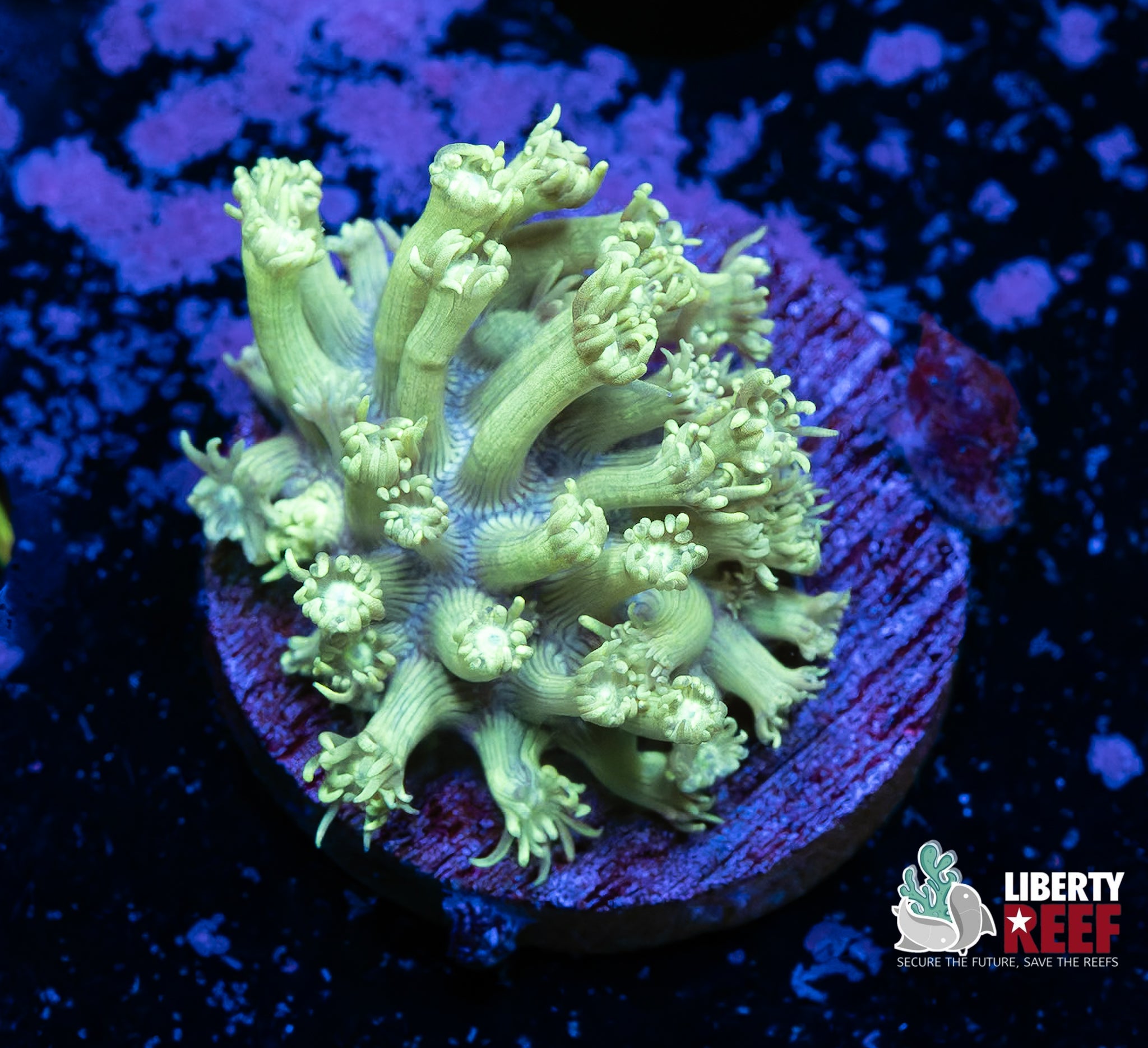 Biota Mystery Machine Aquacultured Goniopora