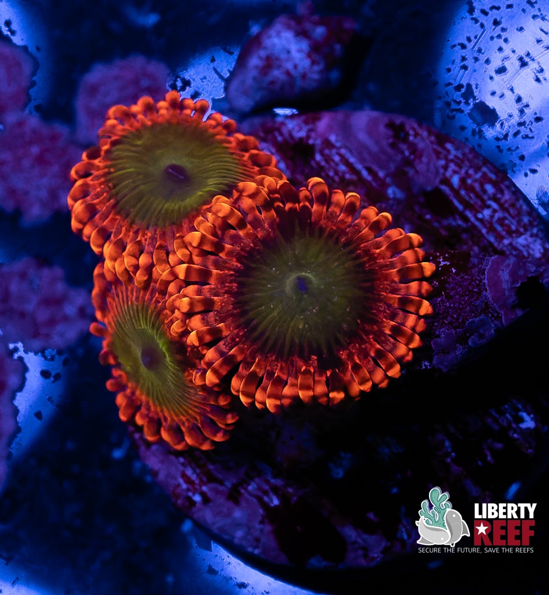 Ultra Electric Oompa Loompa Zoas