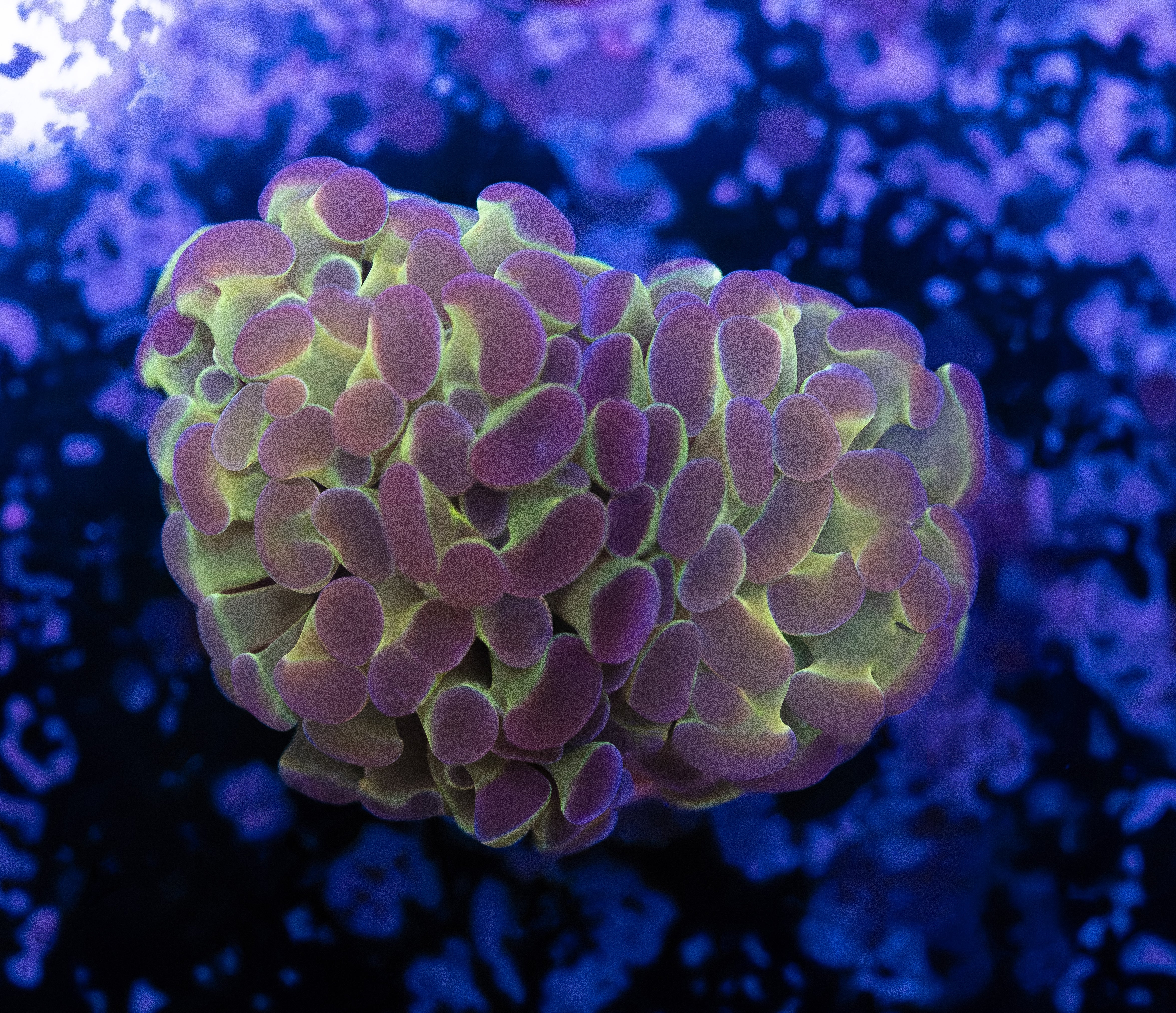 Hologram Hammer