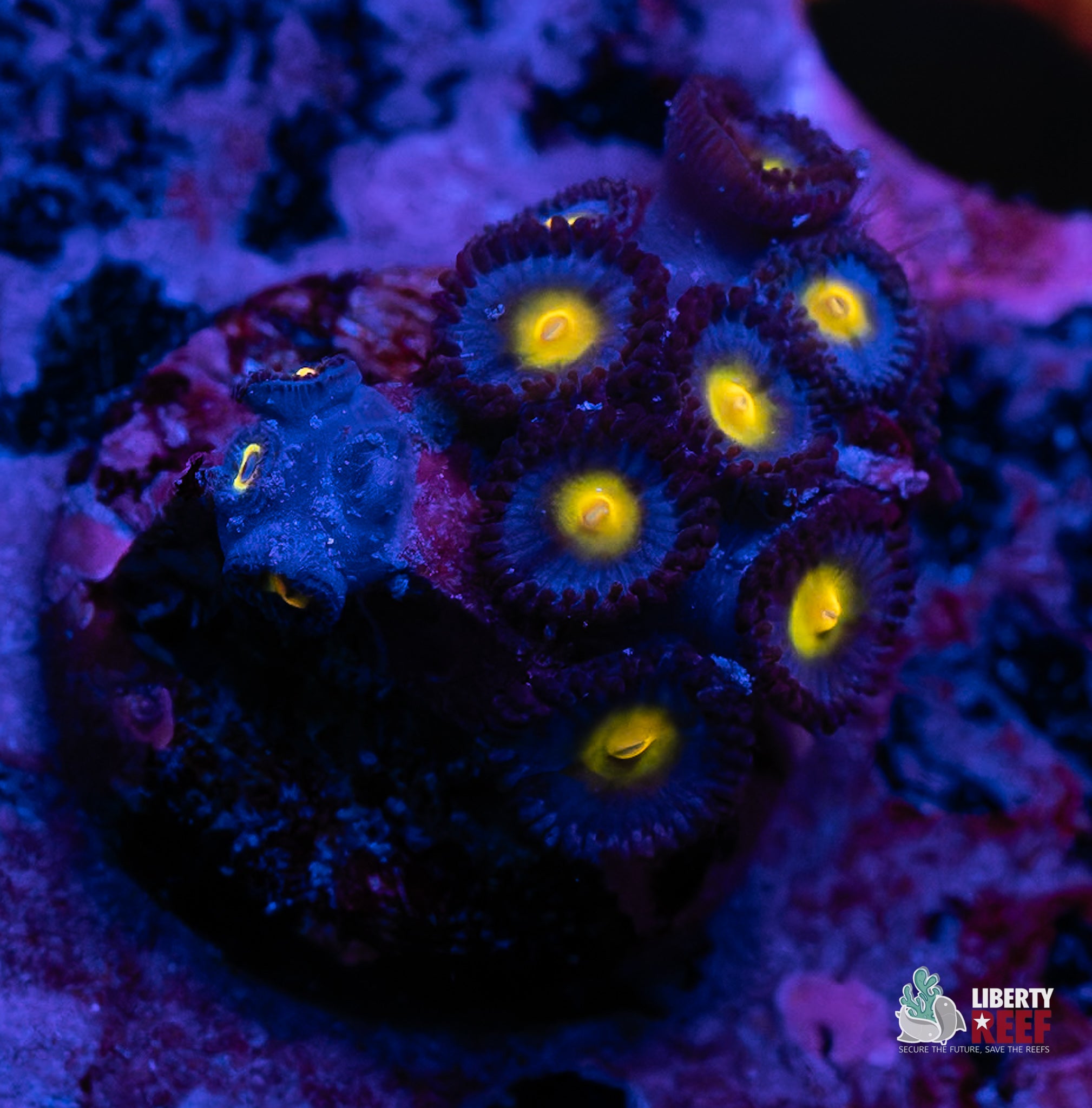 AOI Zoas