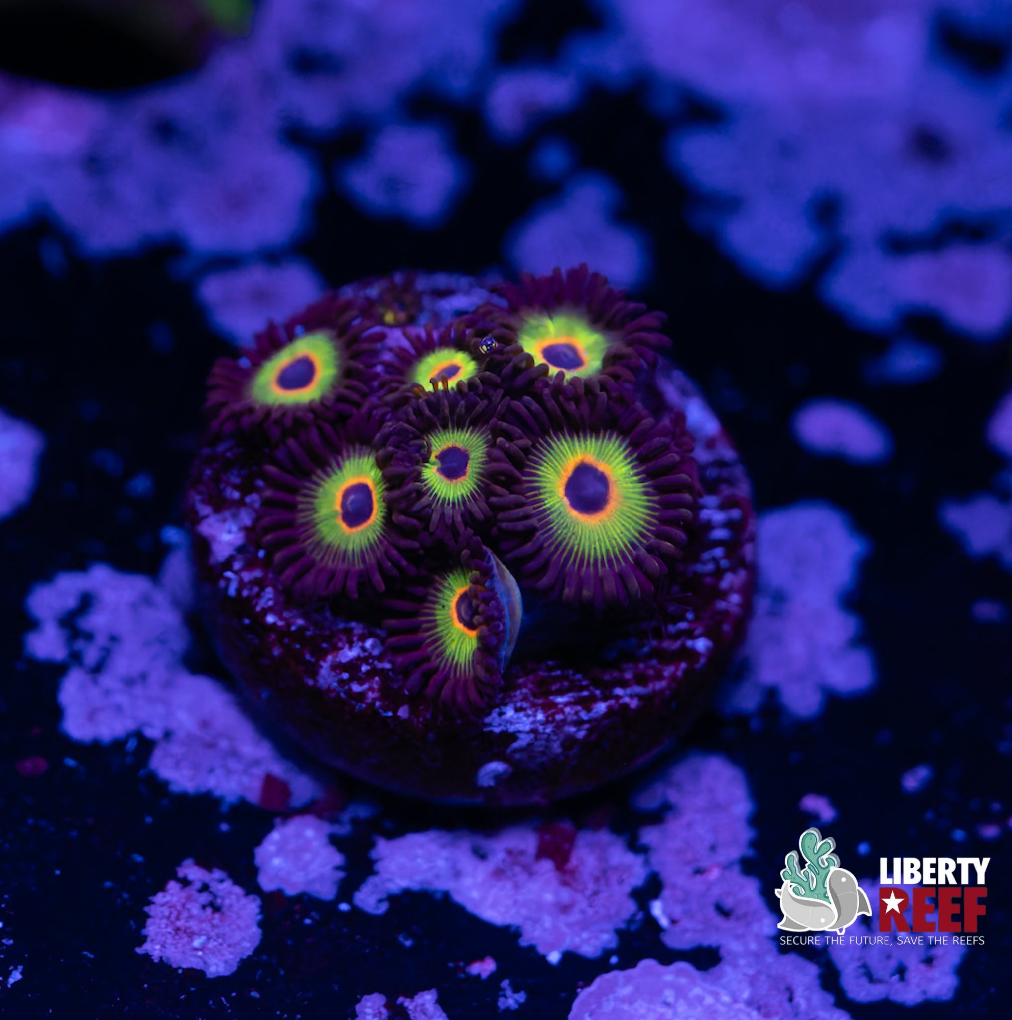 Bob Marley Zoas