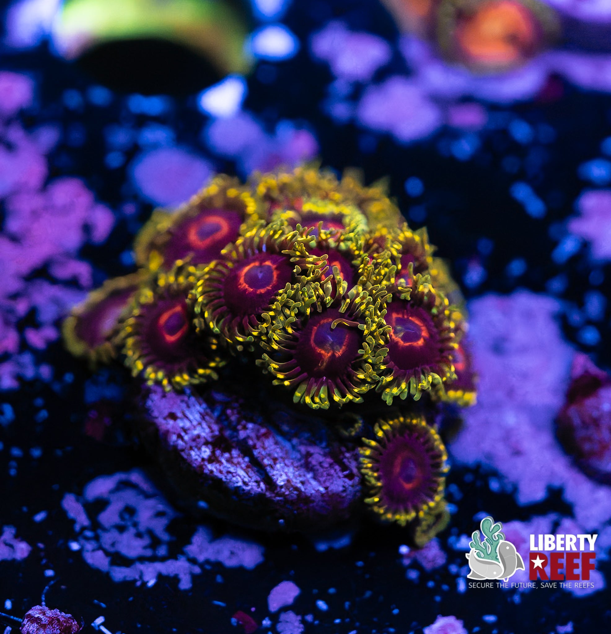 WWC Purple Heart Zoas