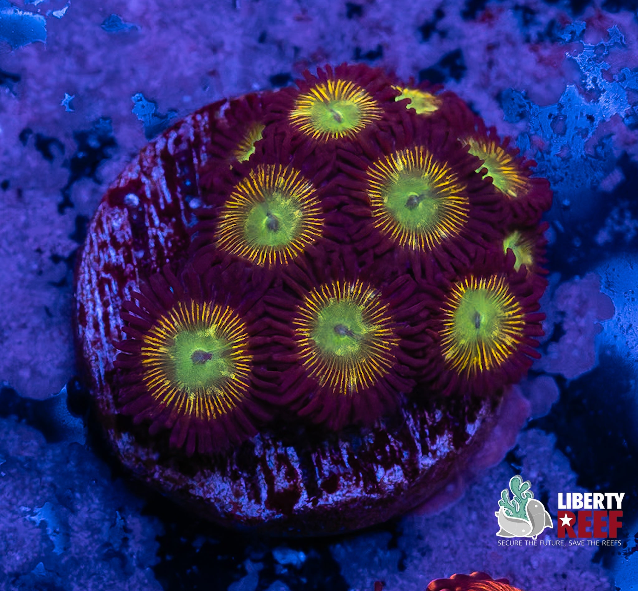 Nuclear Meltdown Zoas