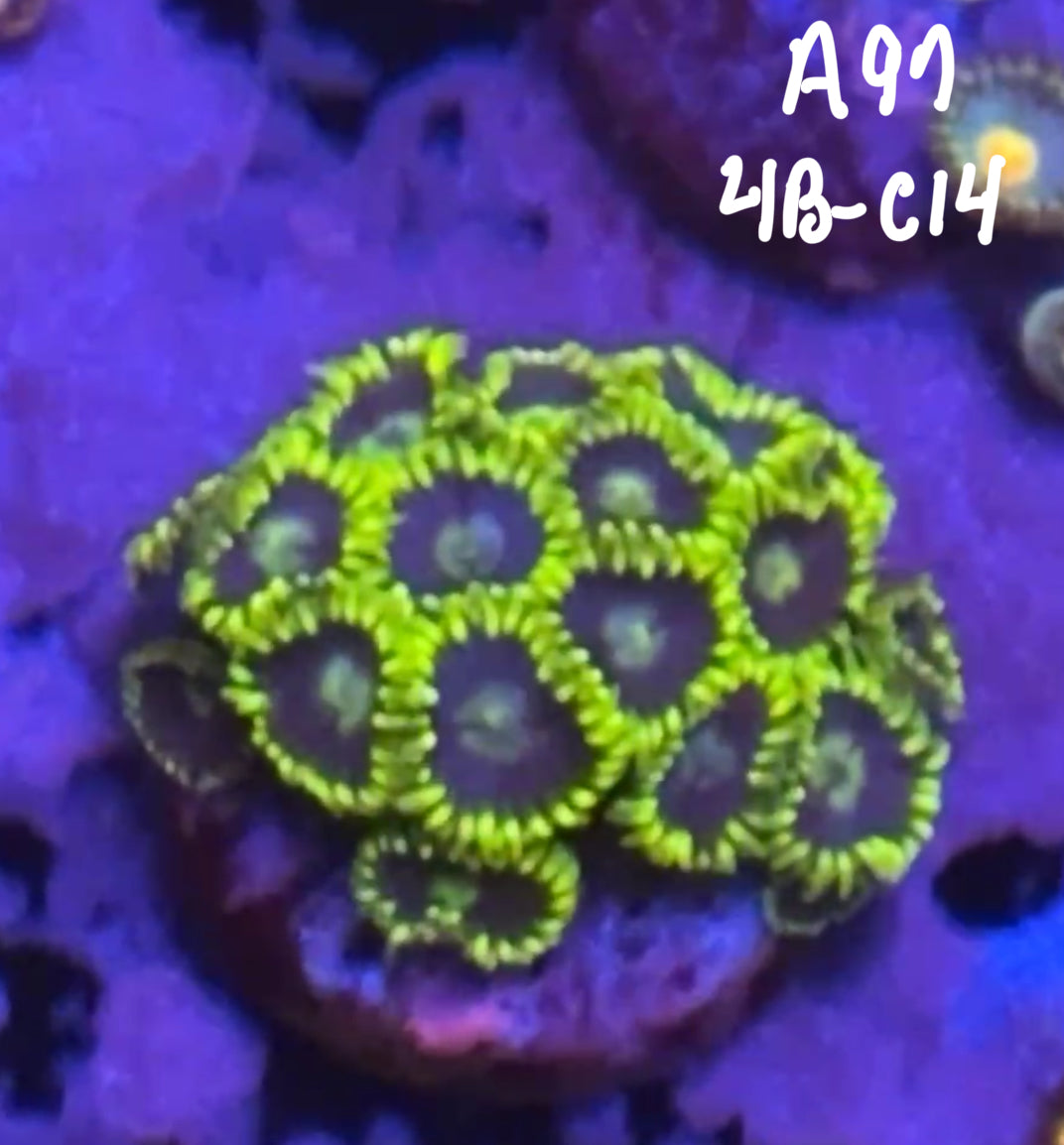 Kevin Van Coutren 10/25 Facebook Live Auction