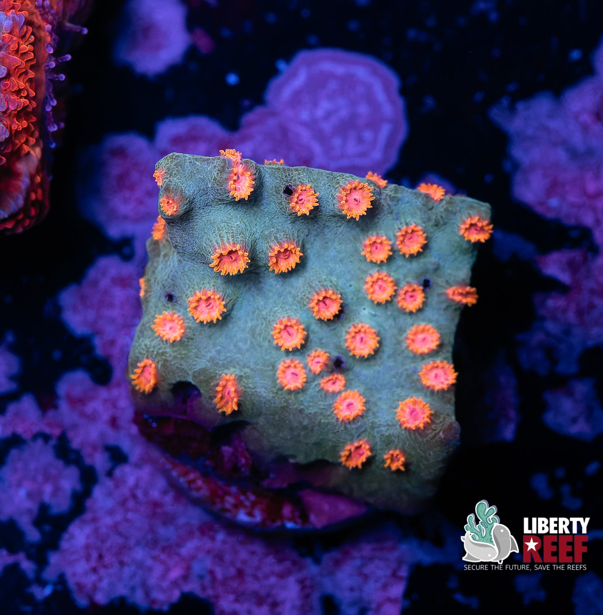 REPTAR Cyphastrea