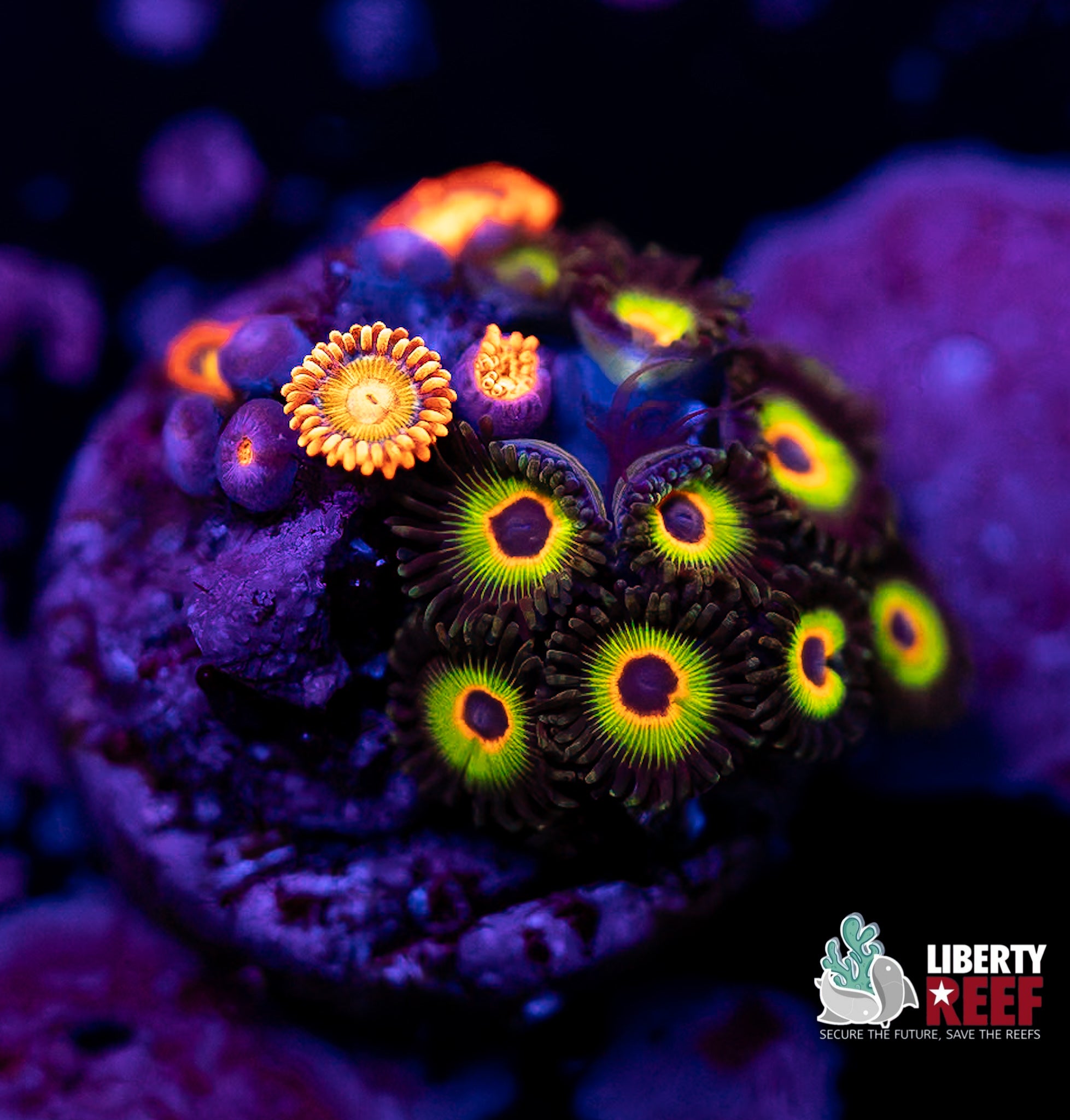 Bob Marley Combo Zoas