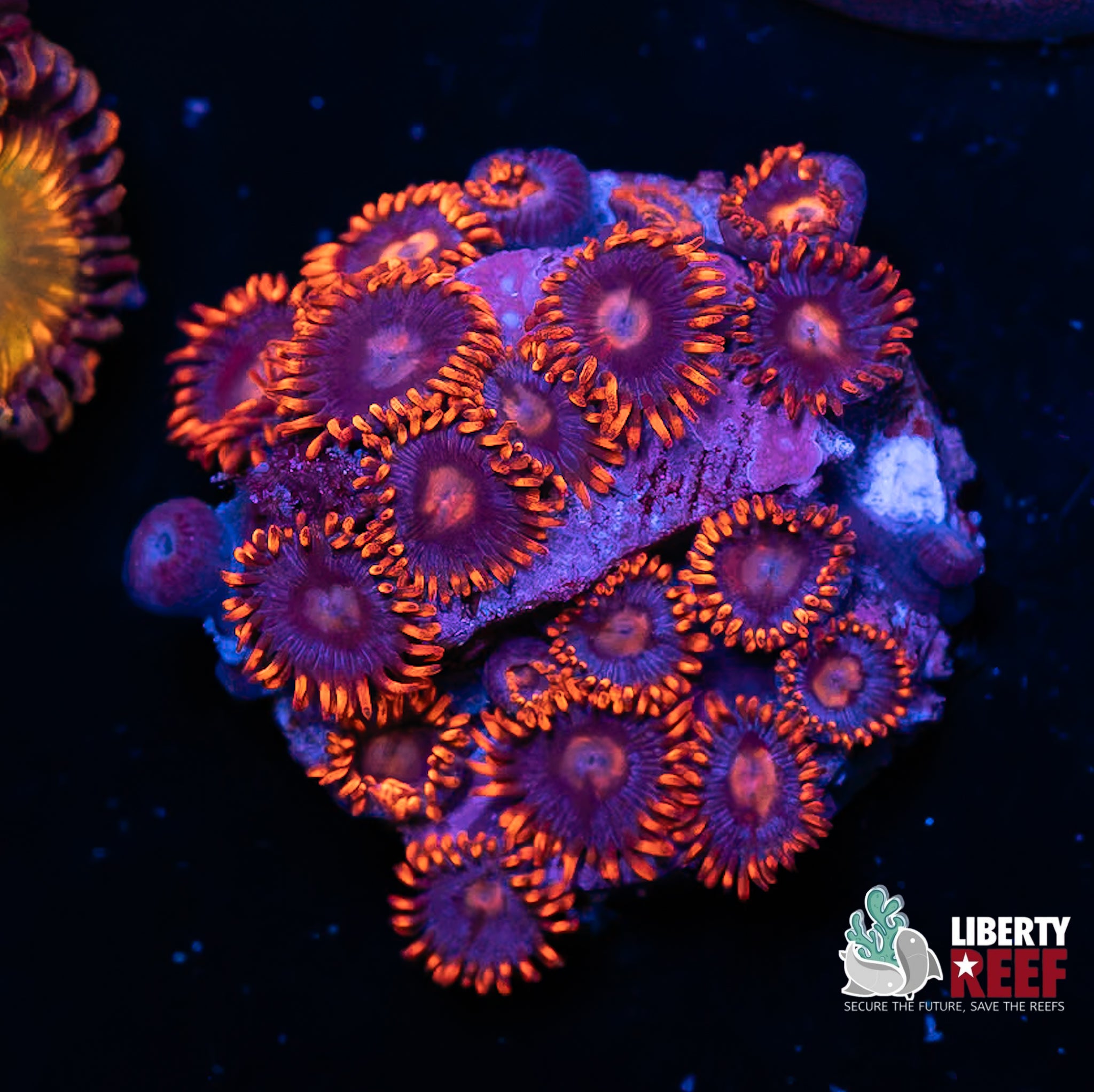 CB Snitches Zoas