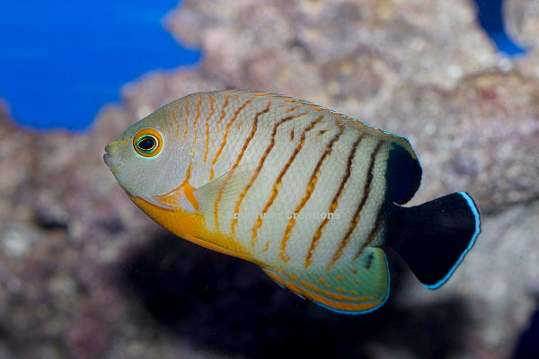 Medium Eibli Angelfish