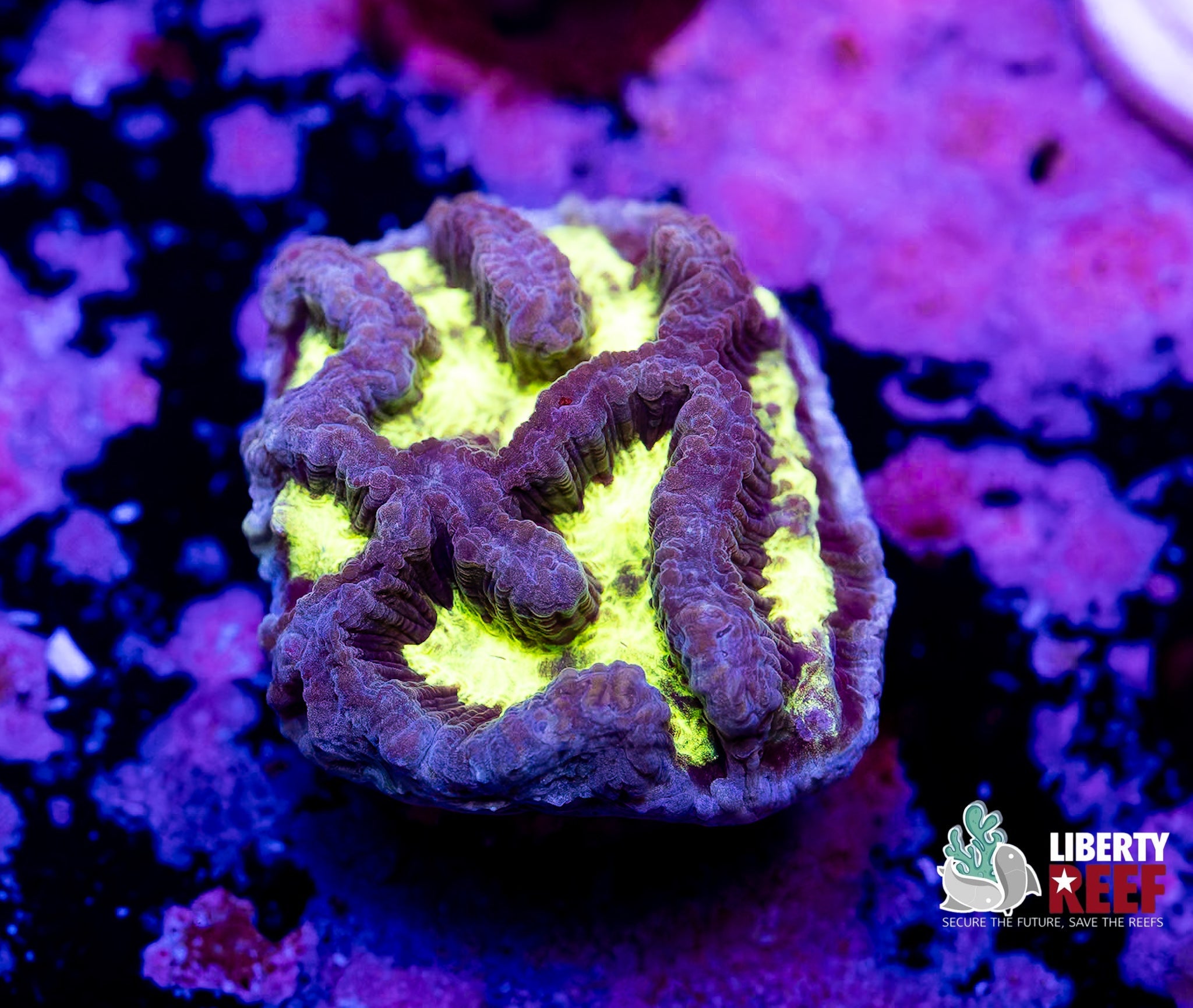 Liberty Reef Auction