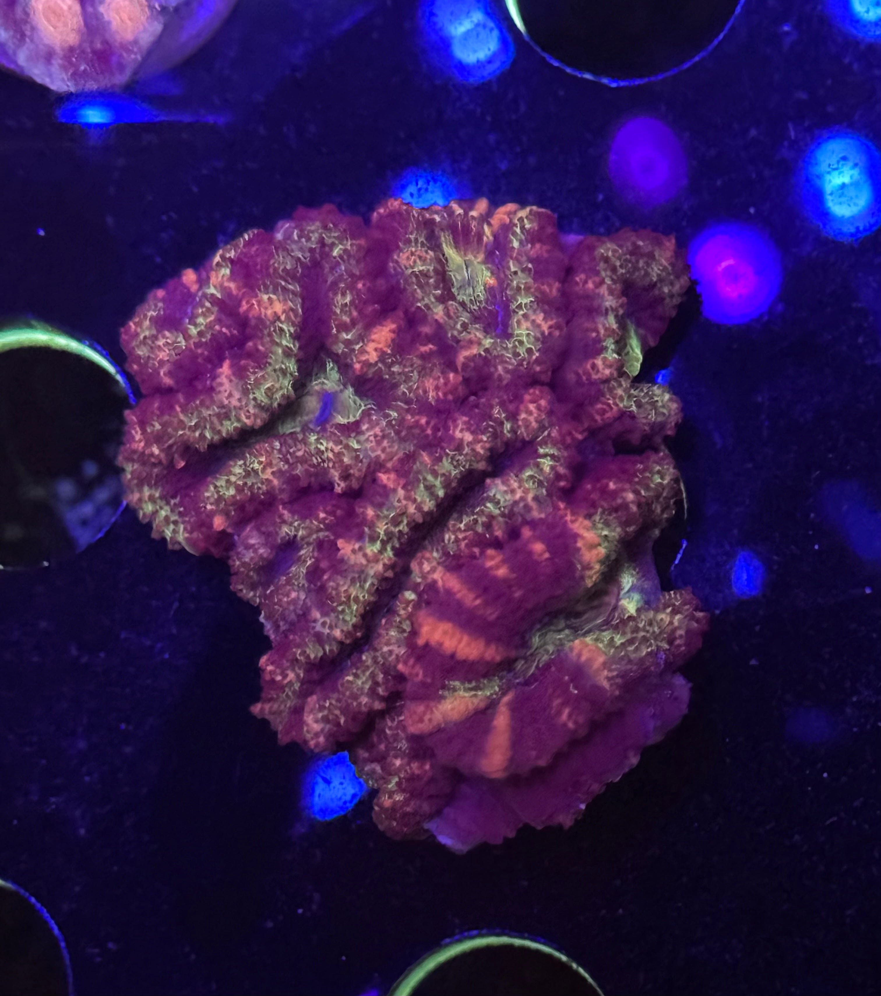 Ultra Tiger Strip Acan Chunk