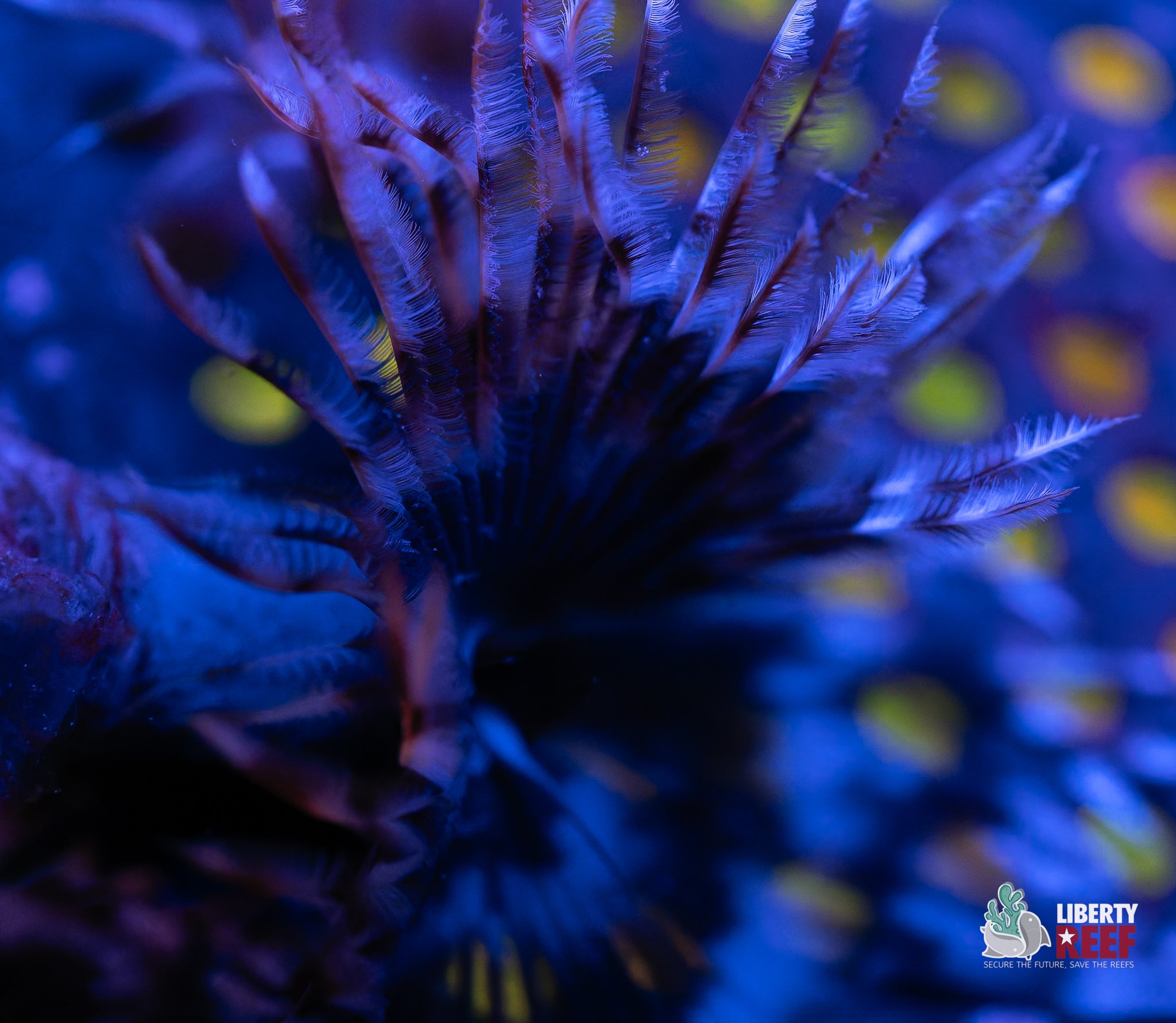 10/31 Online Auction