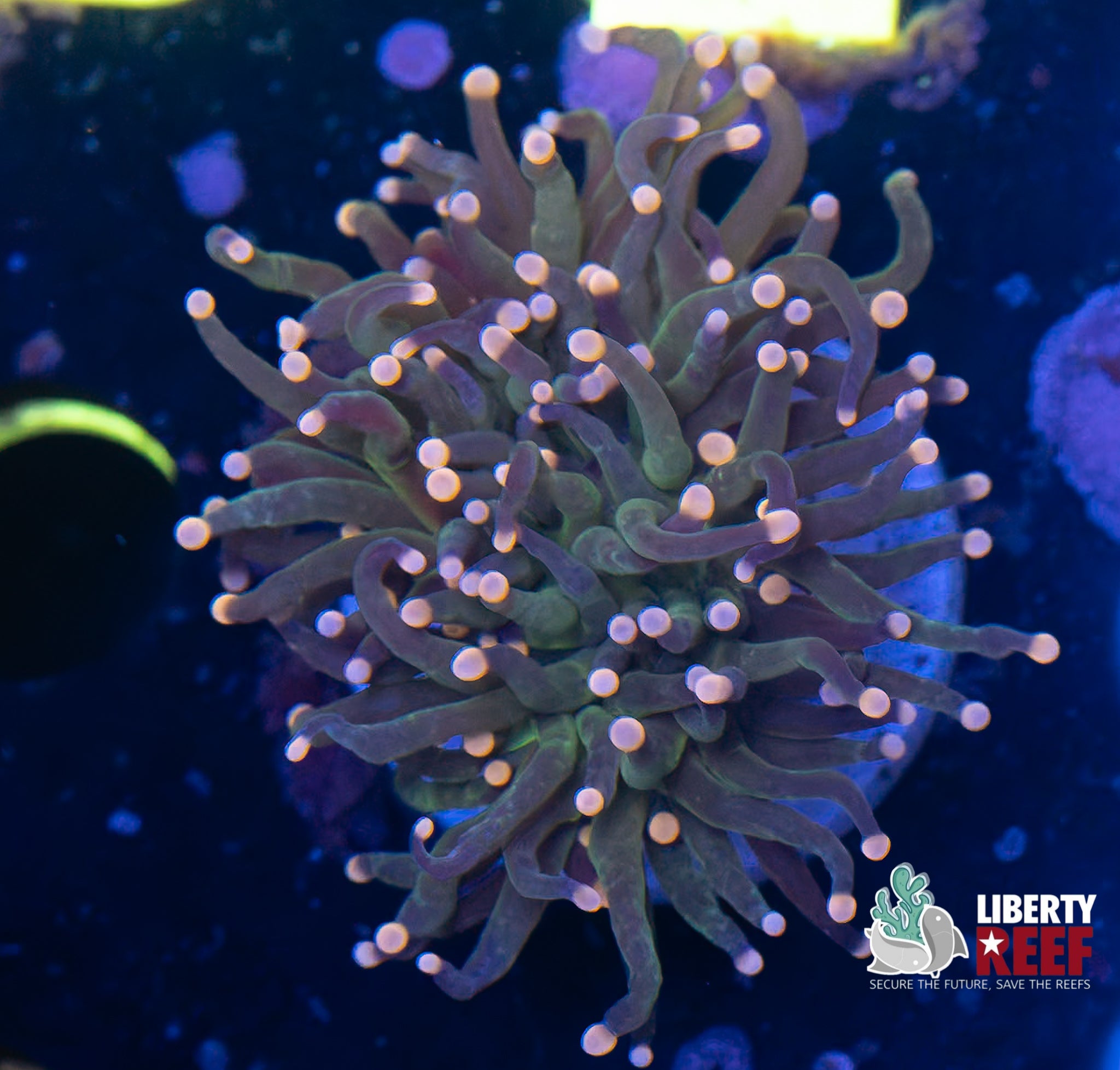 Green Pink Tip Torch