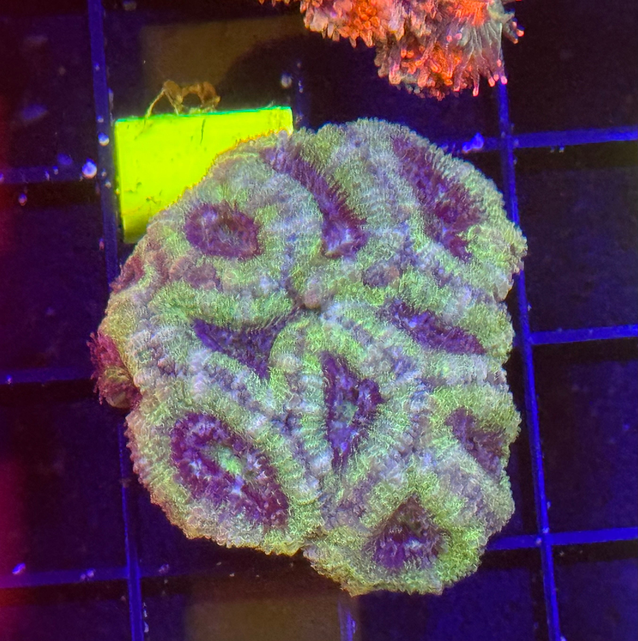 Acan Mini Colony 2 Pack