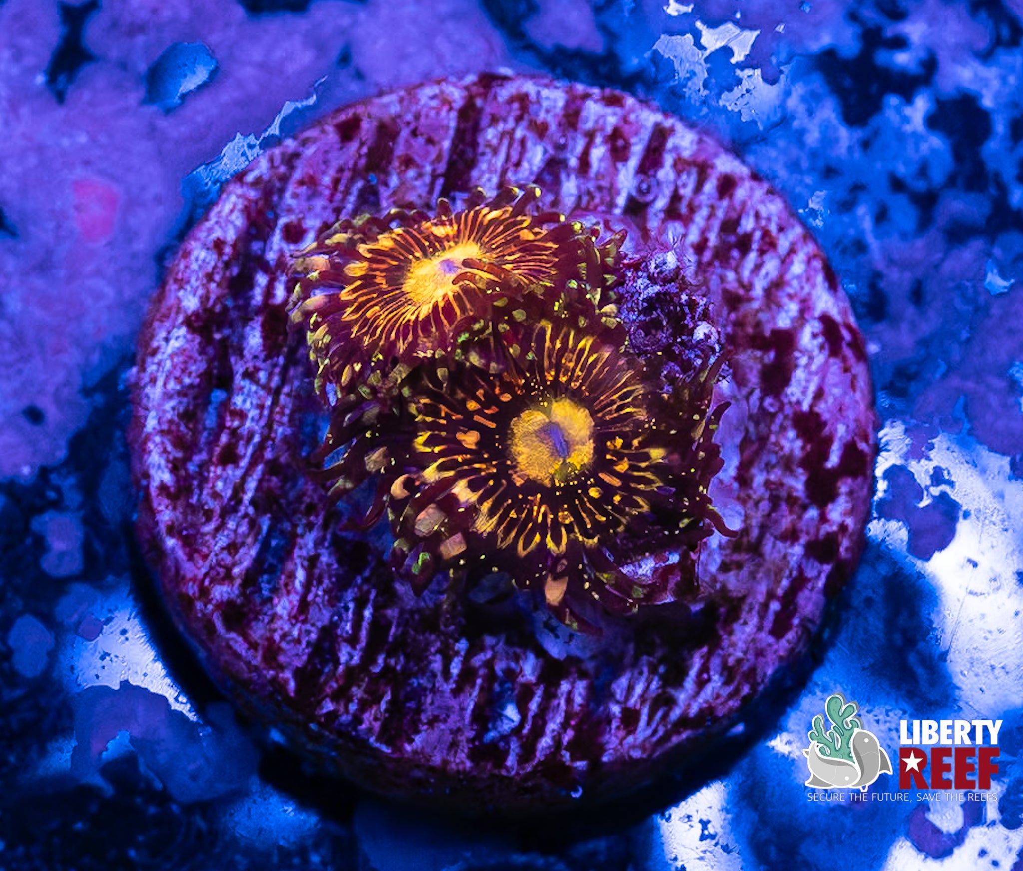 UC Grim Reaper Zoas
