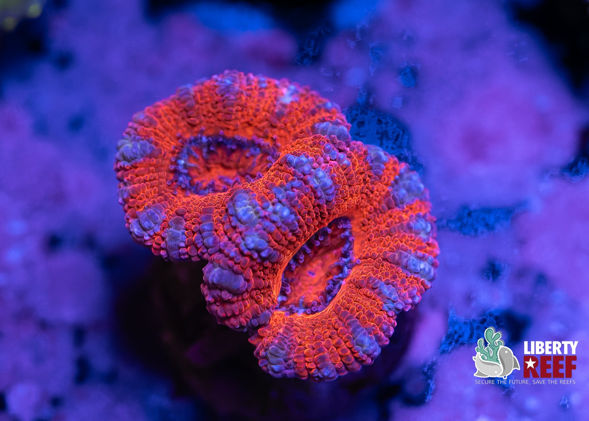 7/25