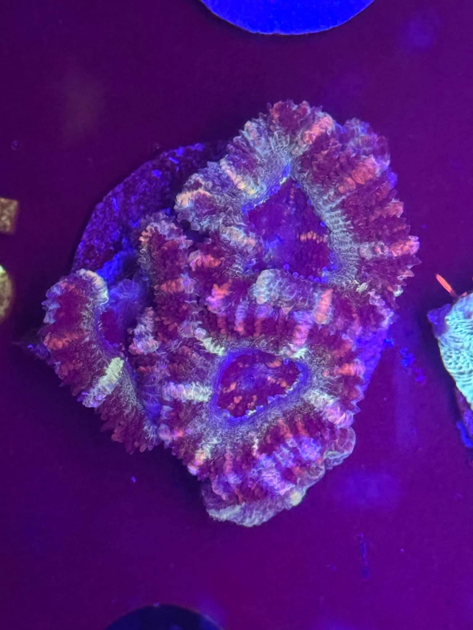 Ultra Stitches Acan