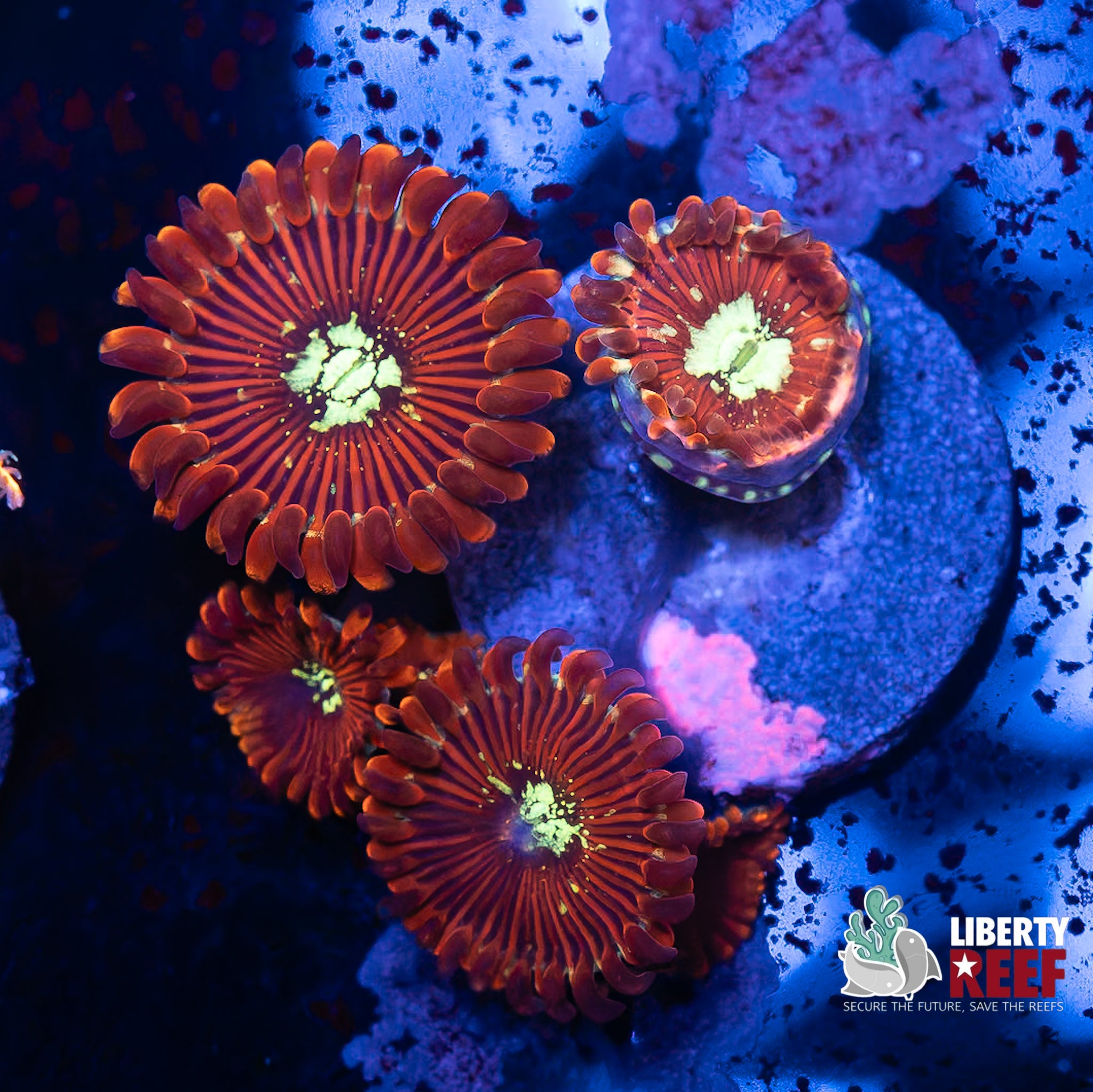 Magician Zoas