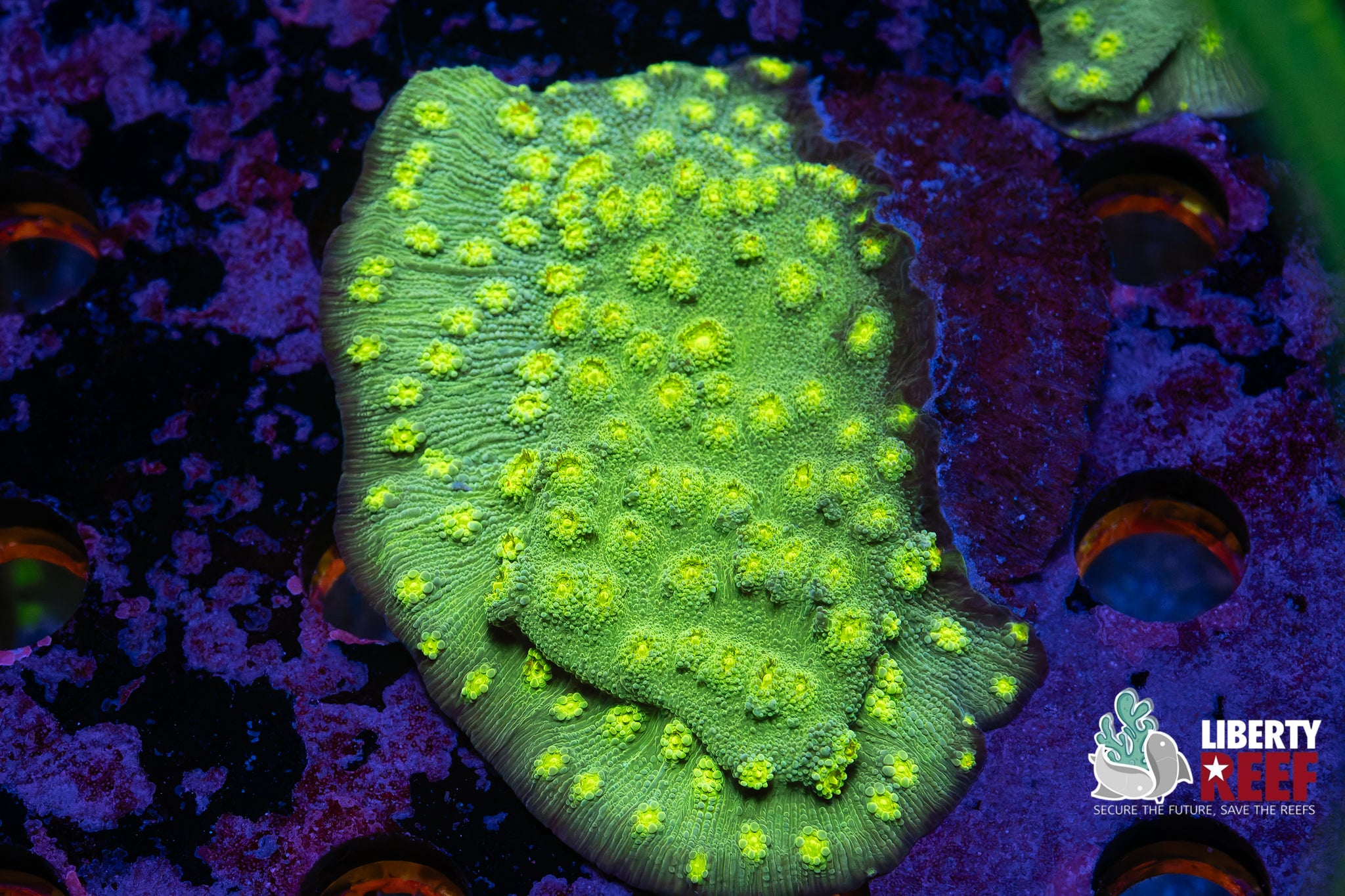 Hollywood Stunner Chunk (3x3)