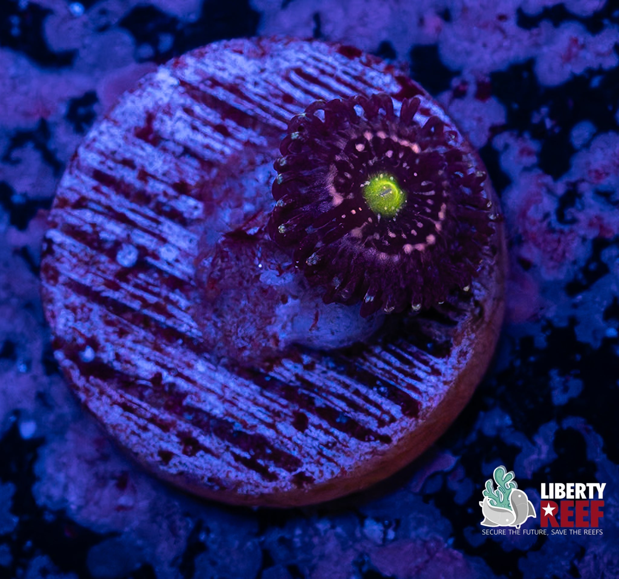 Blue Lagoon Zoa
