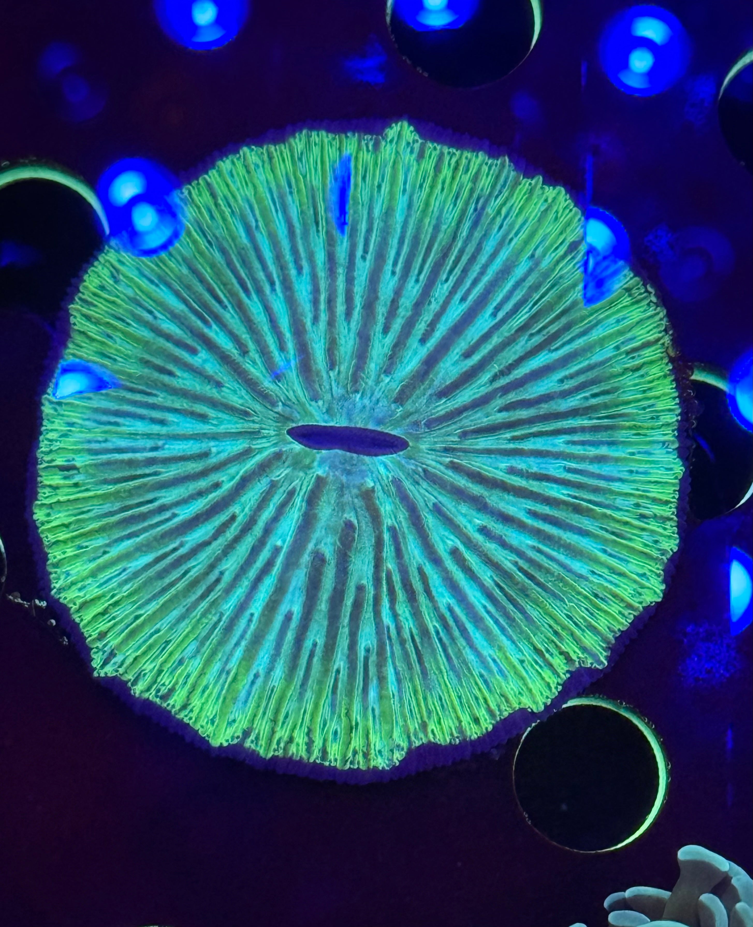 Lemon Lime Plate Coral