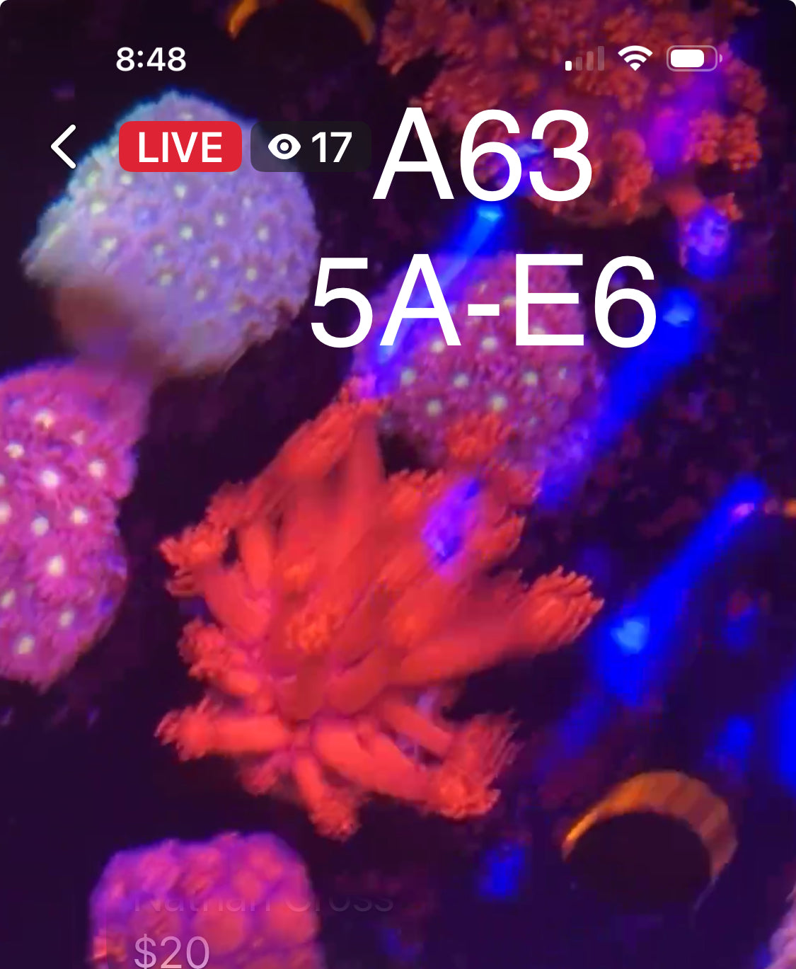 9/6 Facebook Live Auction