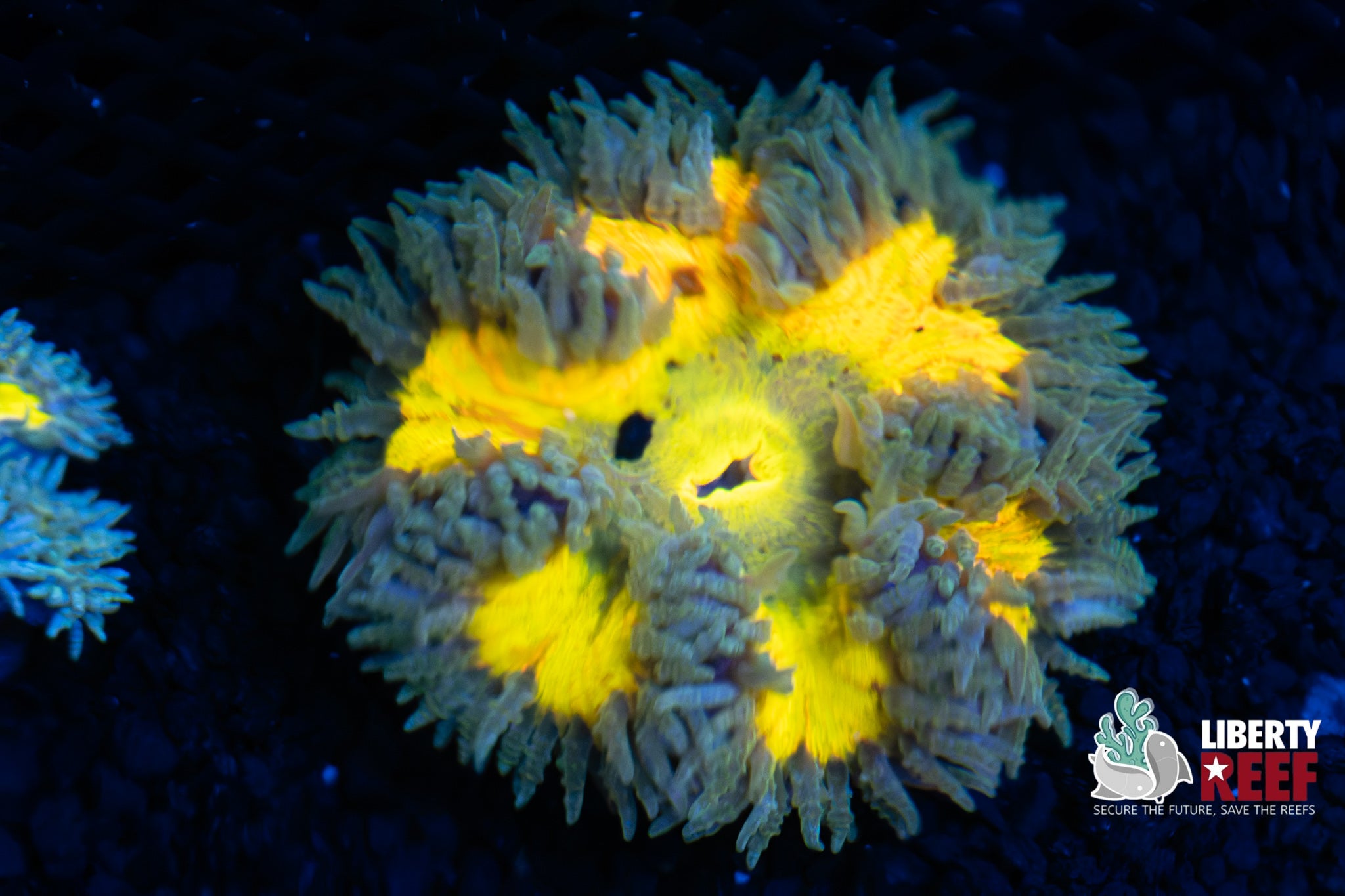 Green Bay Packers Ultra Rock Flower