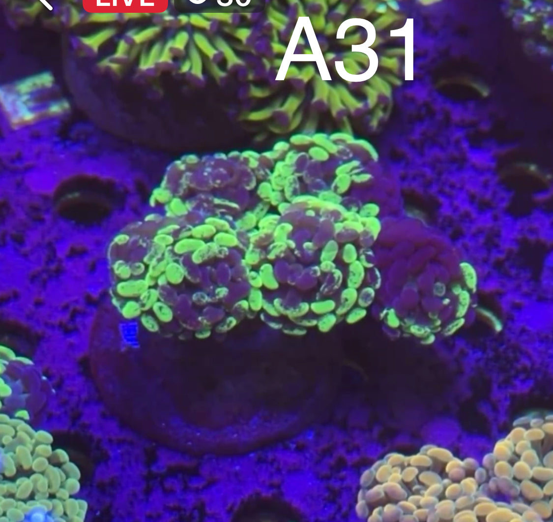 9/13 Facebook Live Auction
