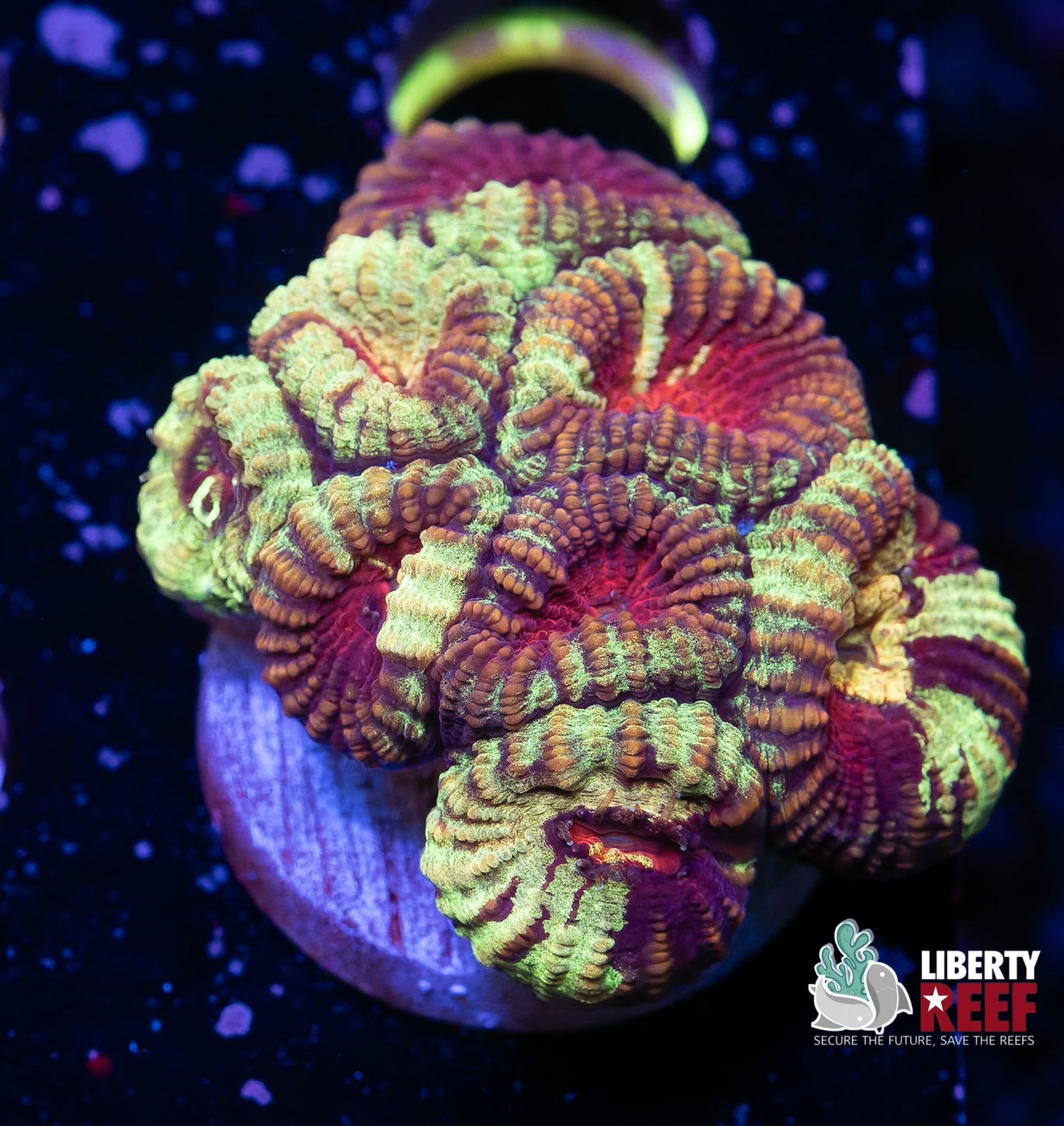 Grafted Wicked Favia Chunk