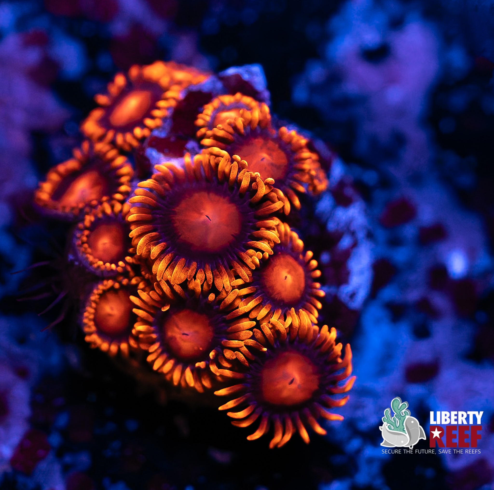Bam Bam Zoas