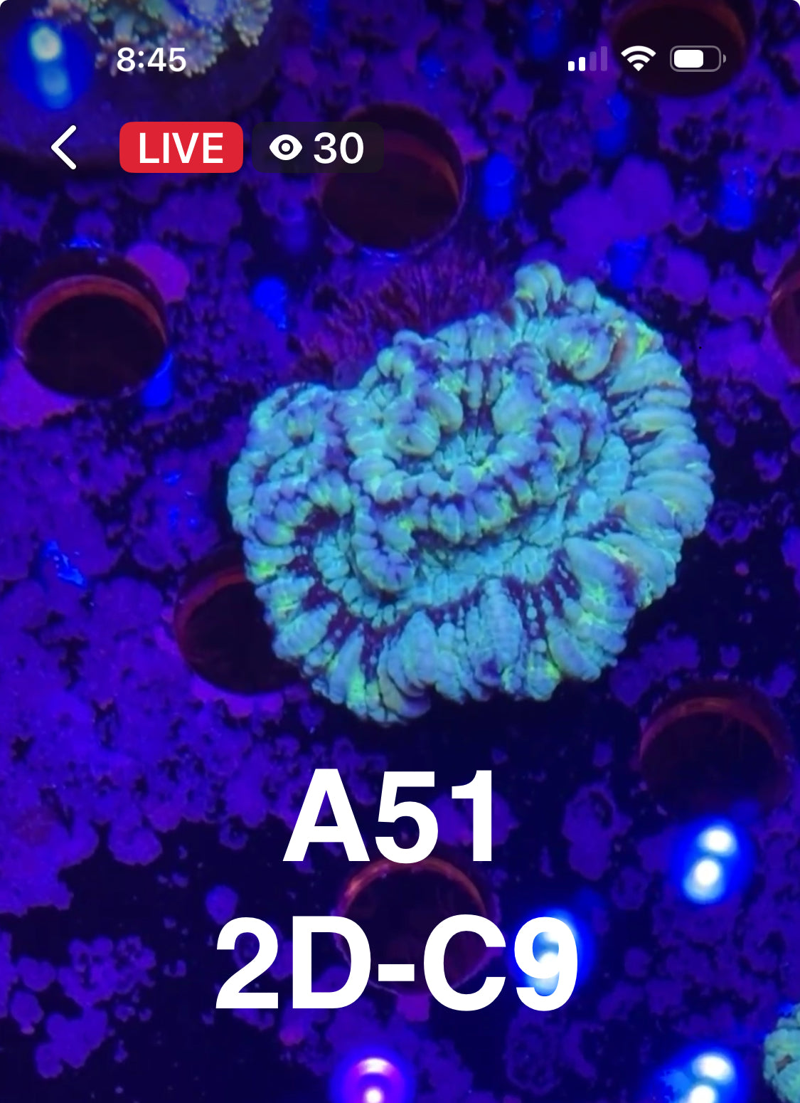 9/13 Facebook Live Auction