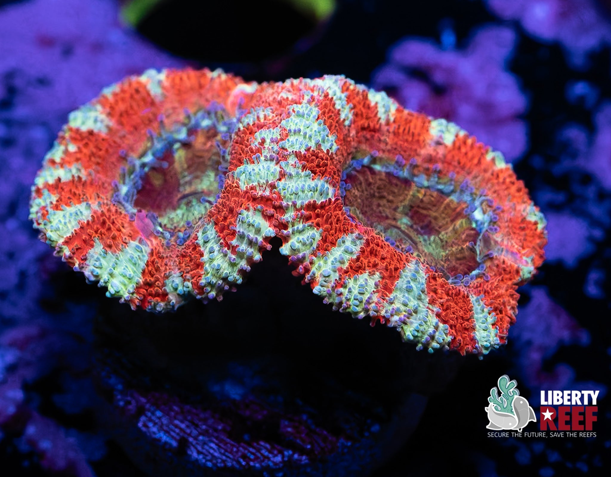 Orange Striped Acan