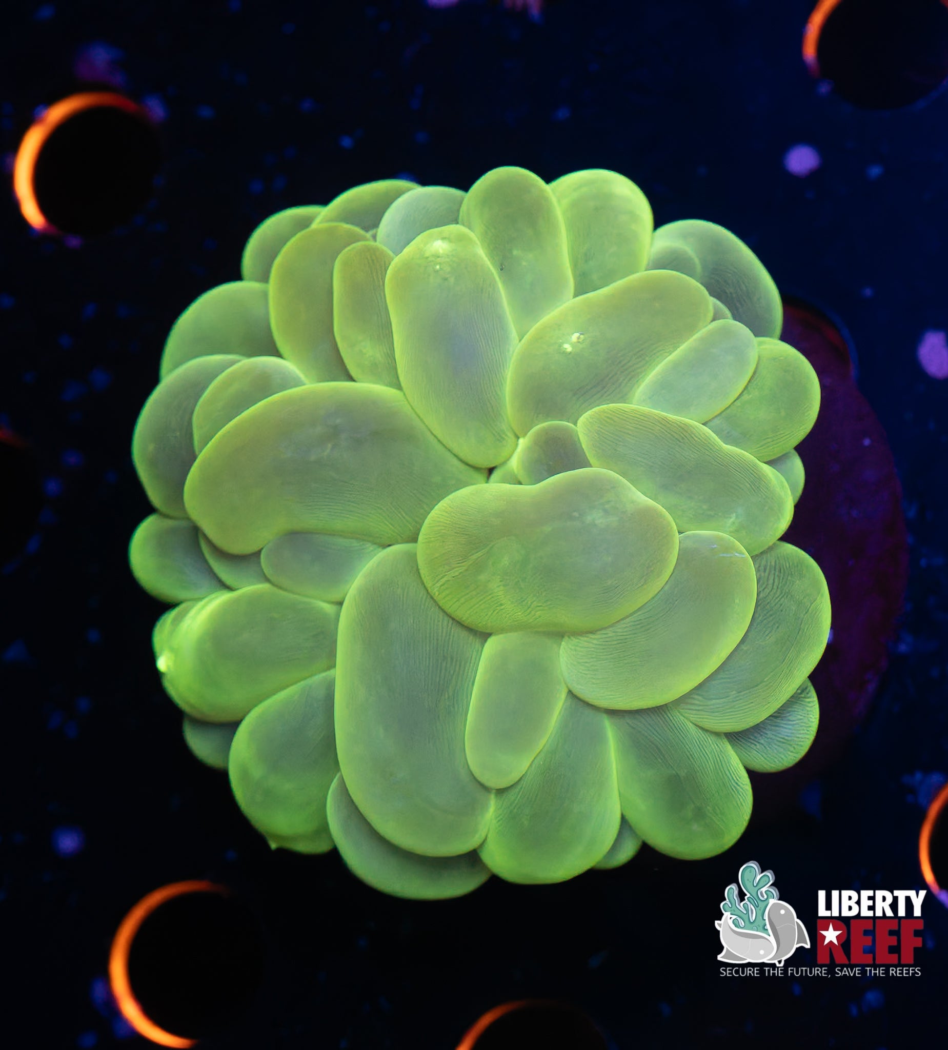 Ultra Neon Bubble Coral