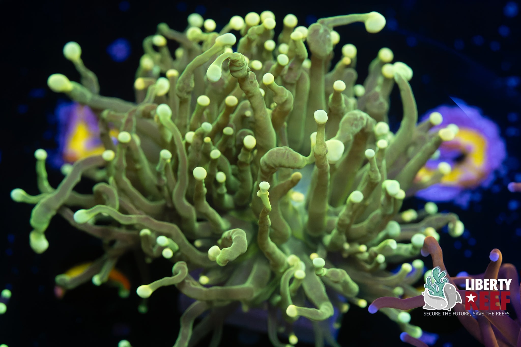 Malaysian Lime Torch