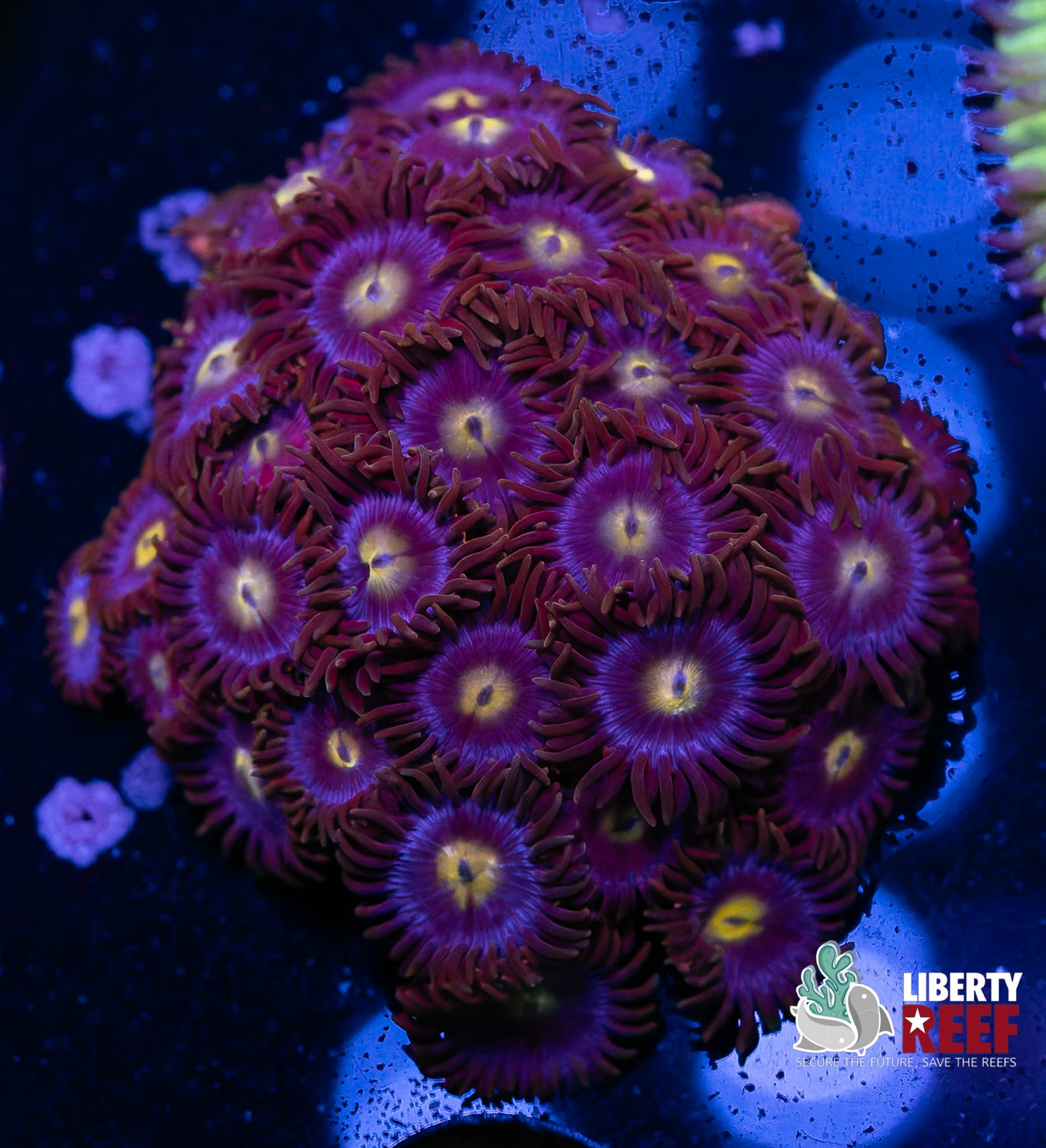 Cookie Monster Mini Colony
