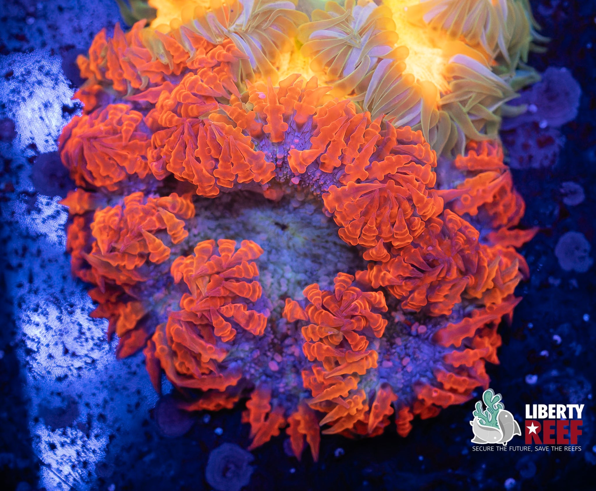 Blood Moon Ultra Rock Flower Anemone