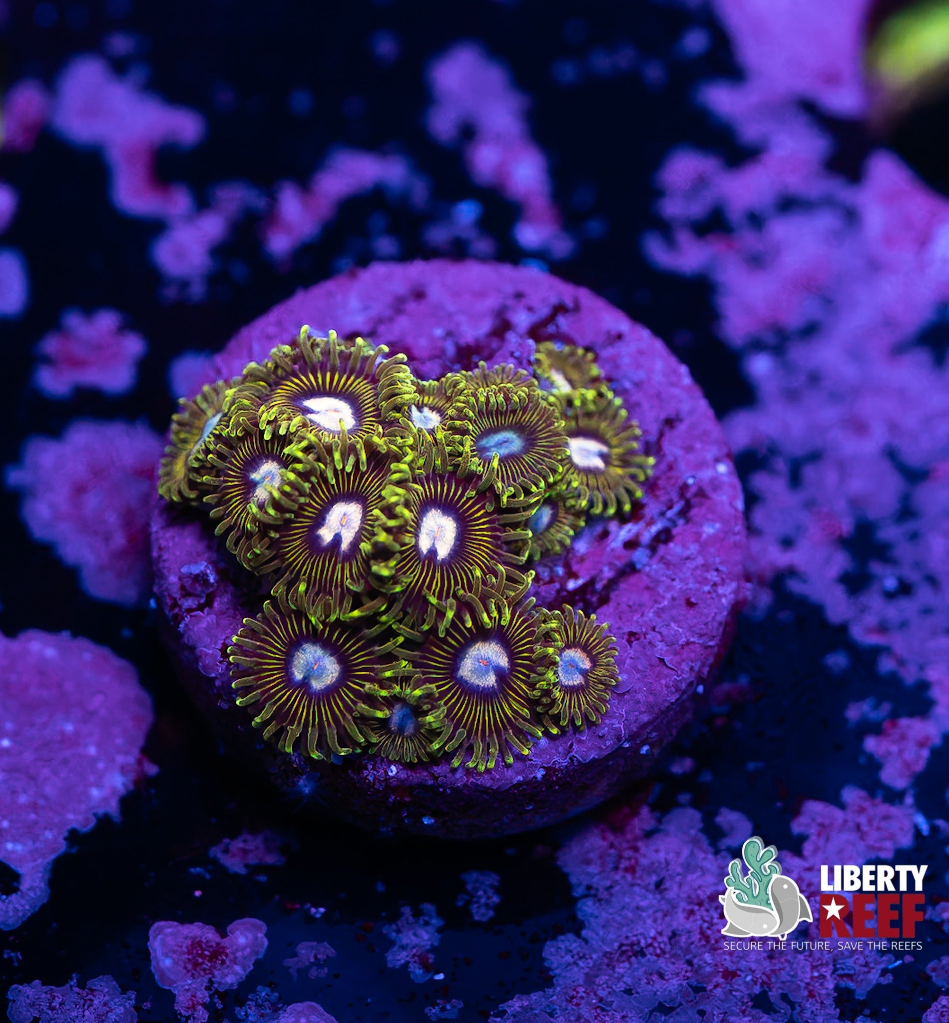 Liberty Reef Auction