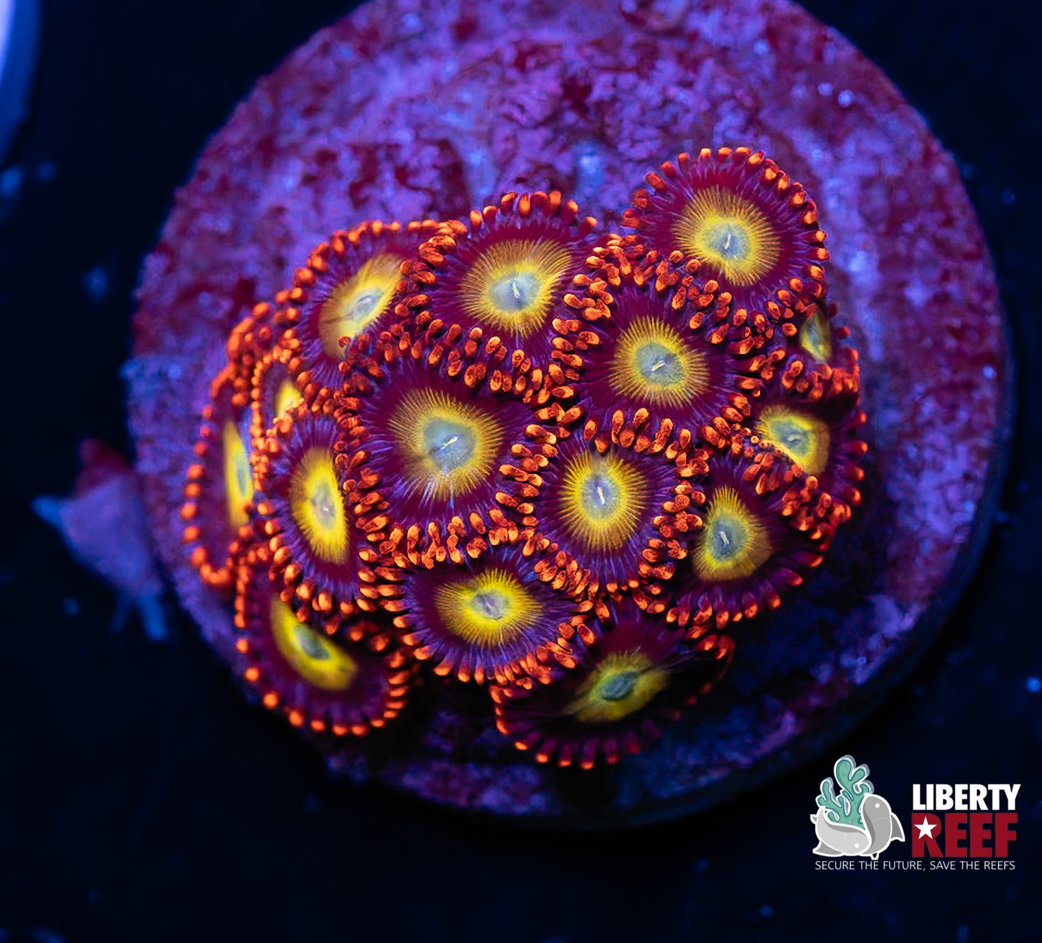 Circus Zoas