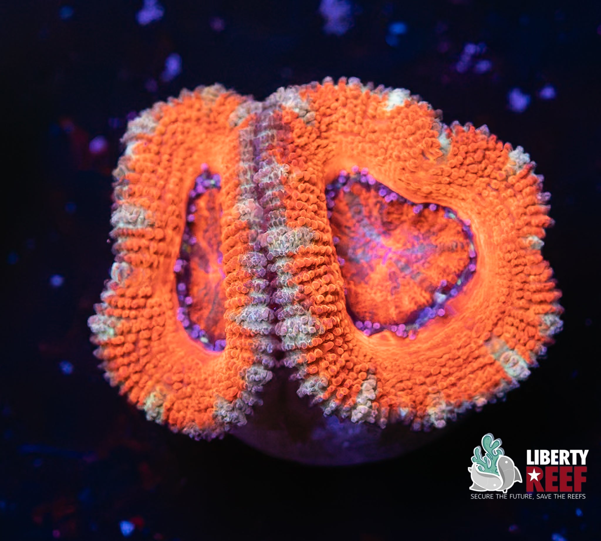 Orange Crush Acans