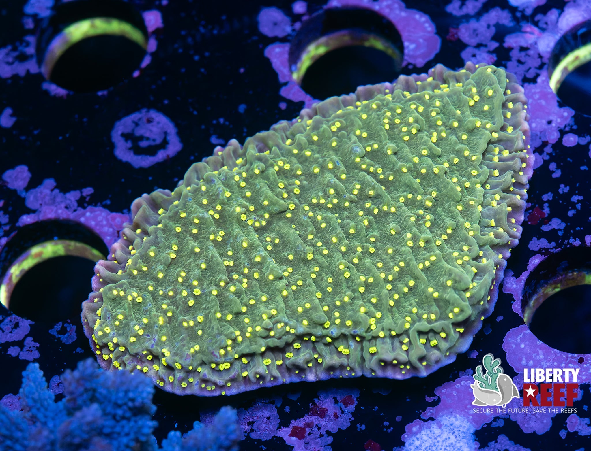 Hollywood Stunner Chalice Chunk