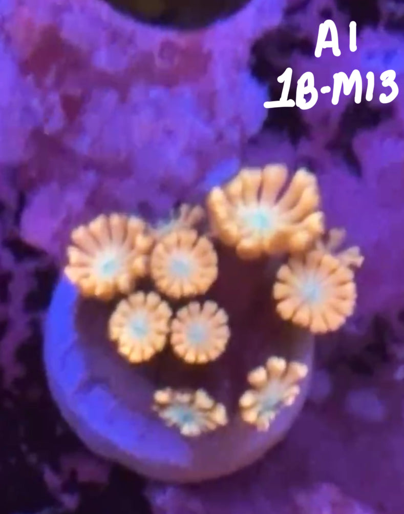 Aaron Methvin 10/25 Facebook Live Auction