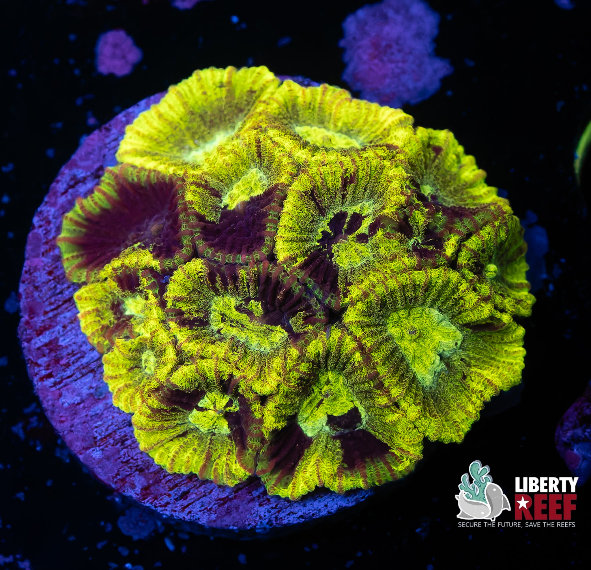 Chernobyl Favia Chunk