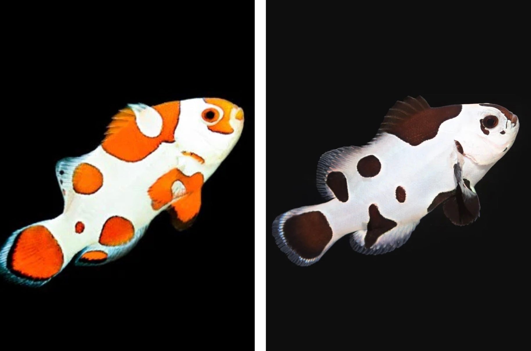 Biota Storm Clown (Your Choice)