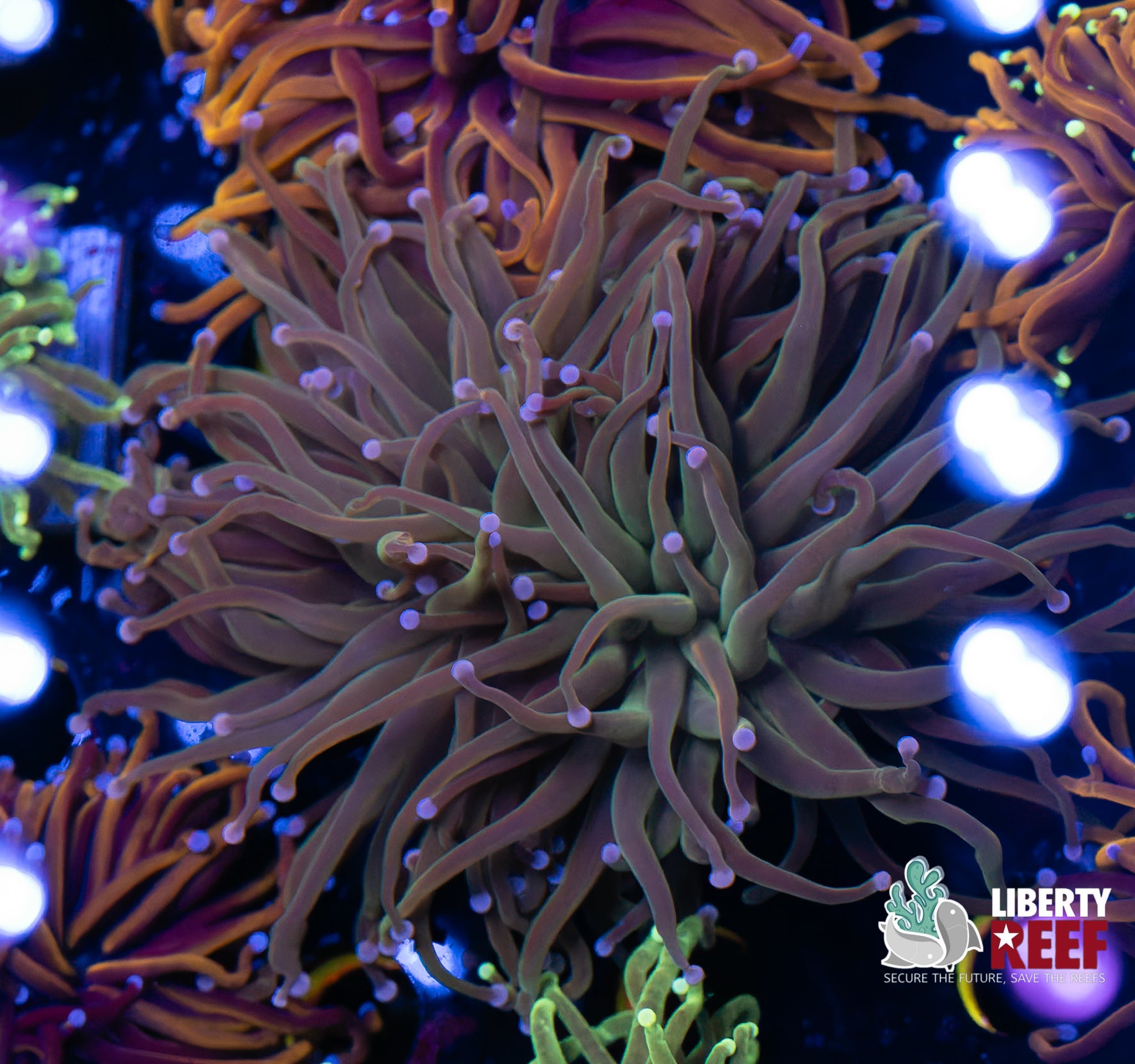 Malaysian Hybrid Rapunzel Torch