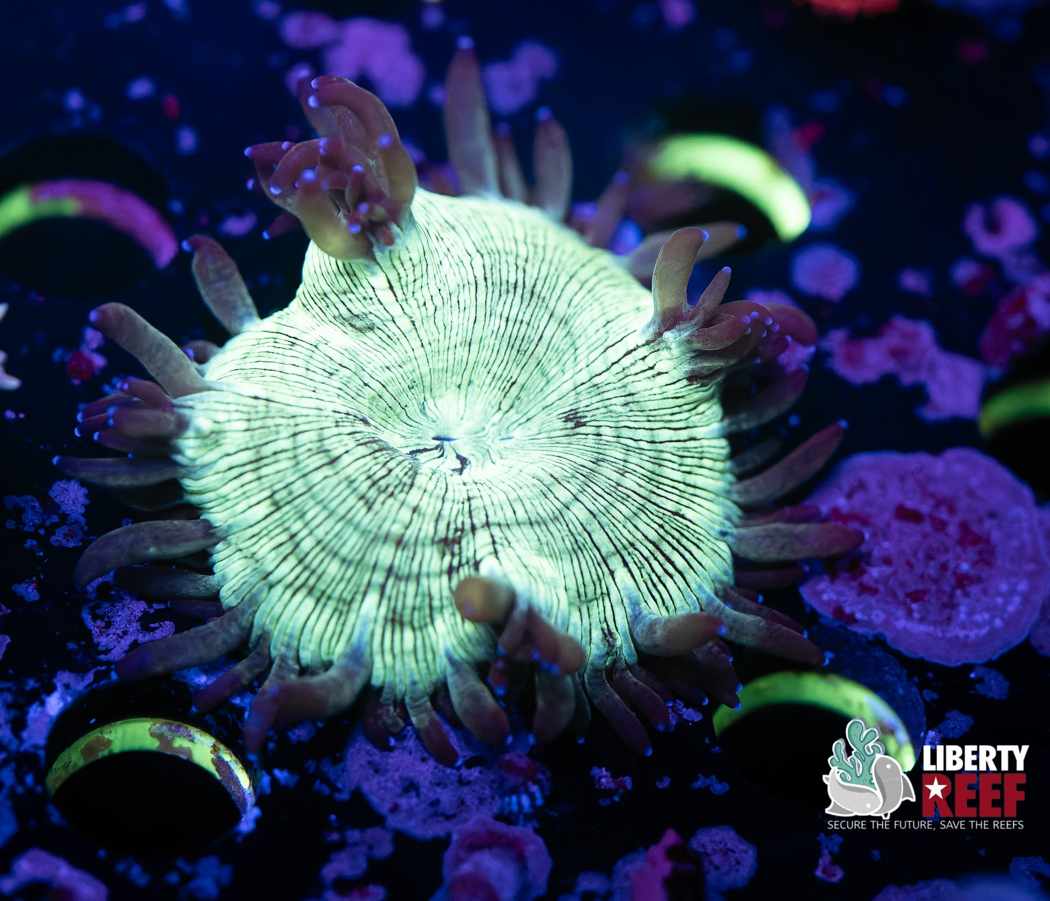 Liberty Reef Auction