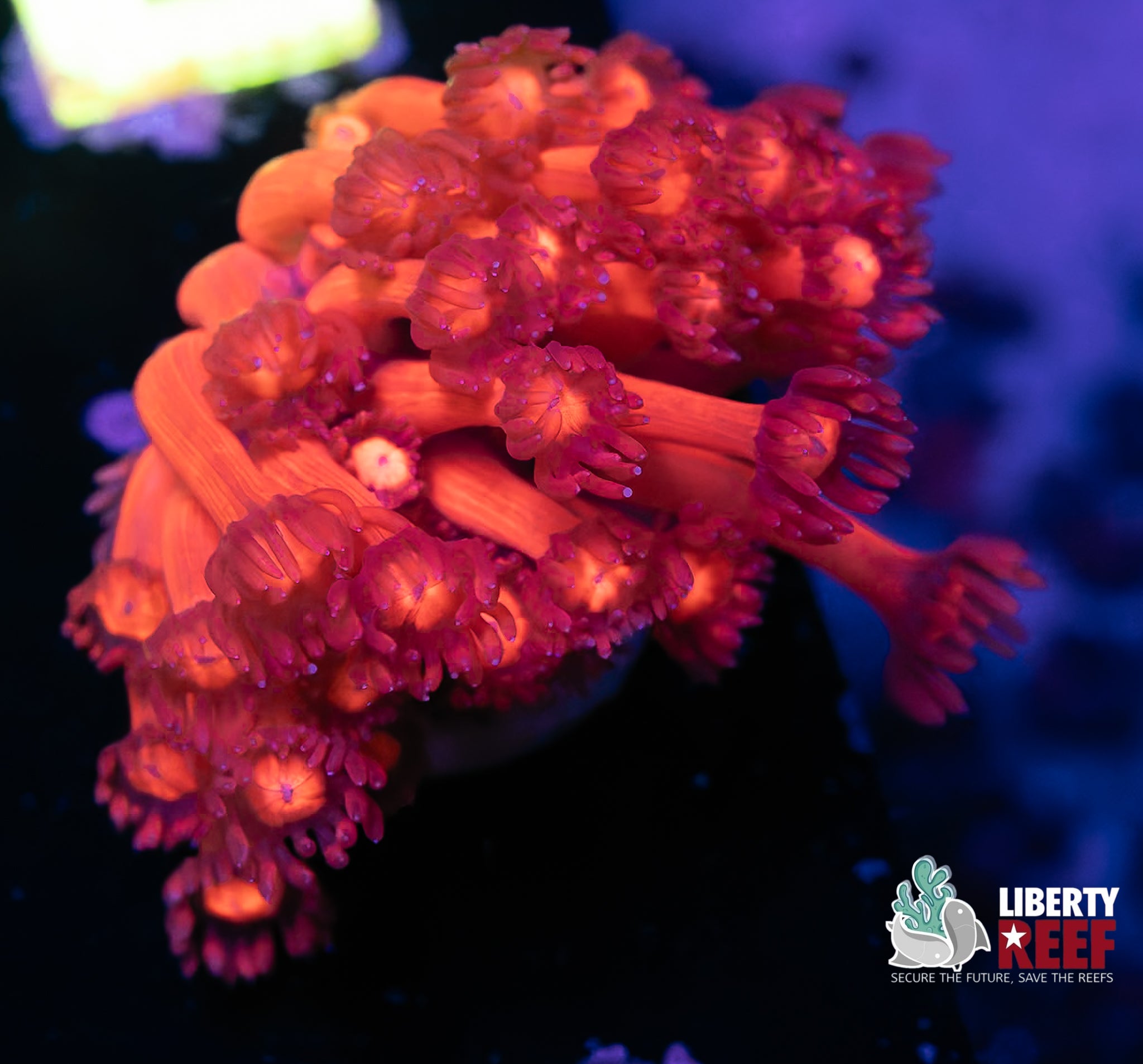 Blood Moon Goniopora