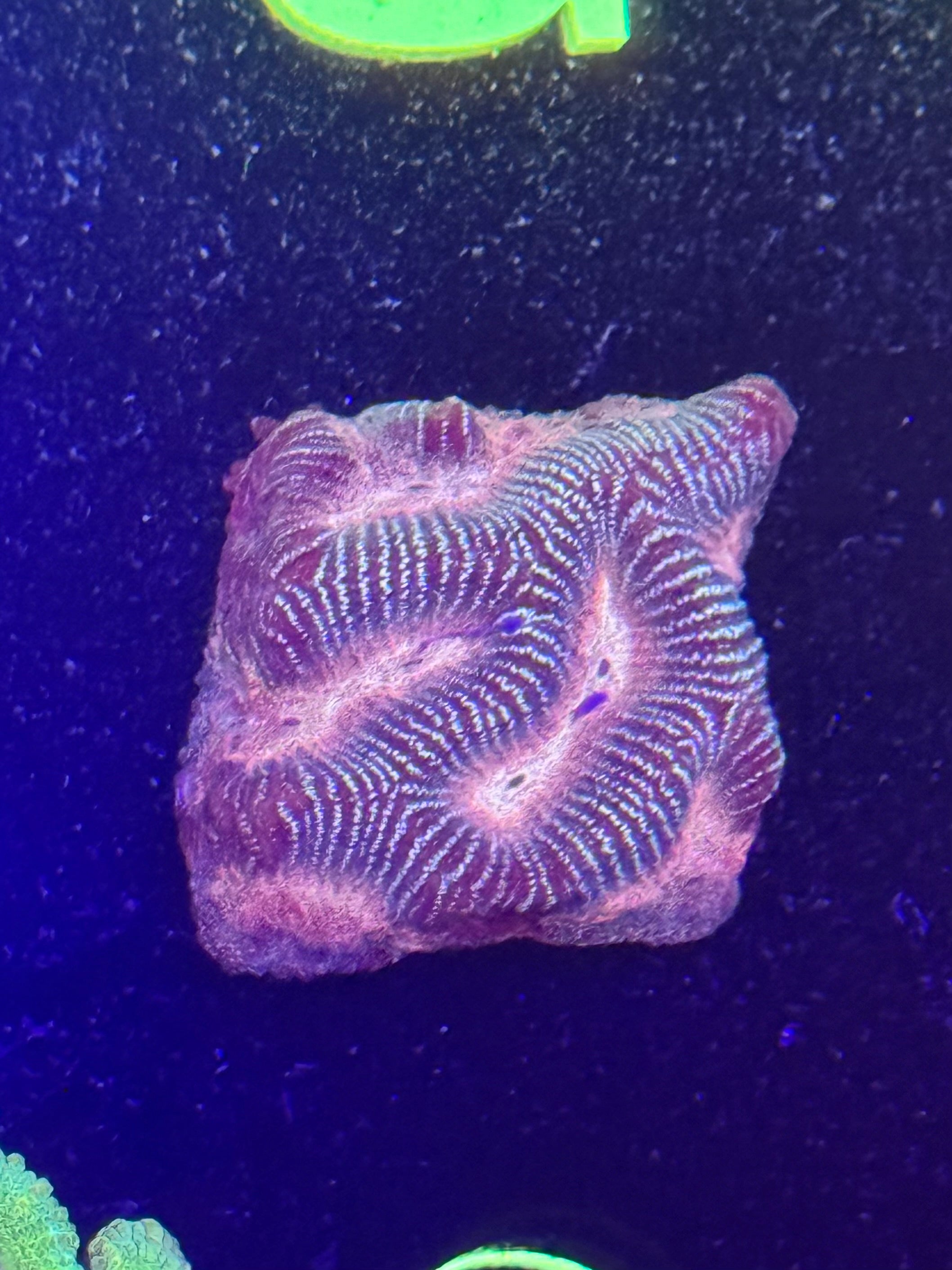 Watermelon Maze Coral